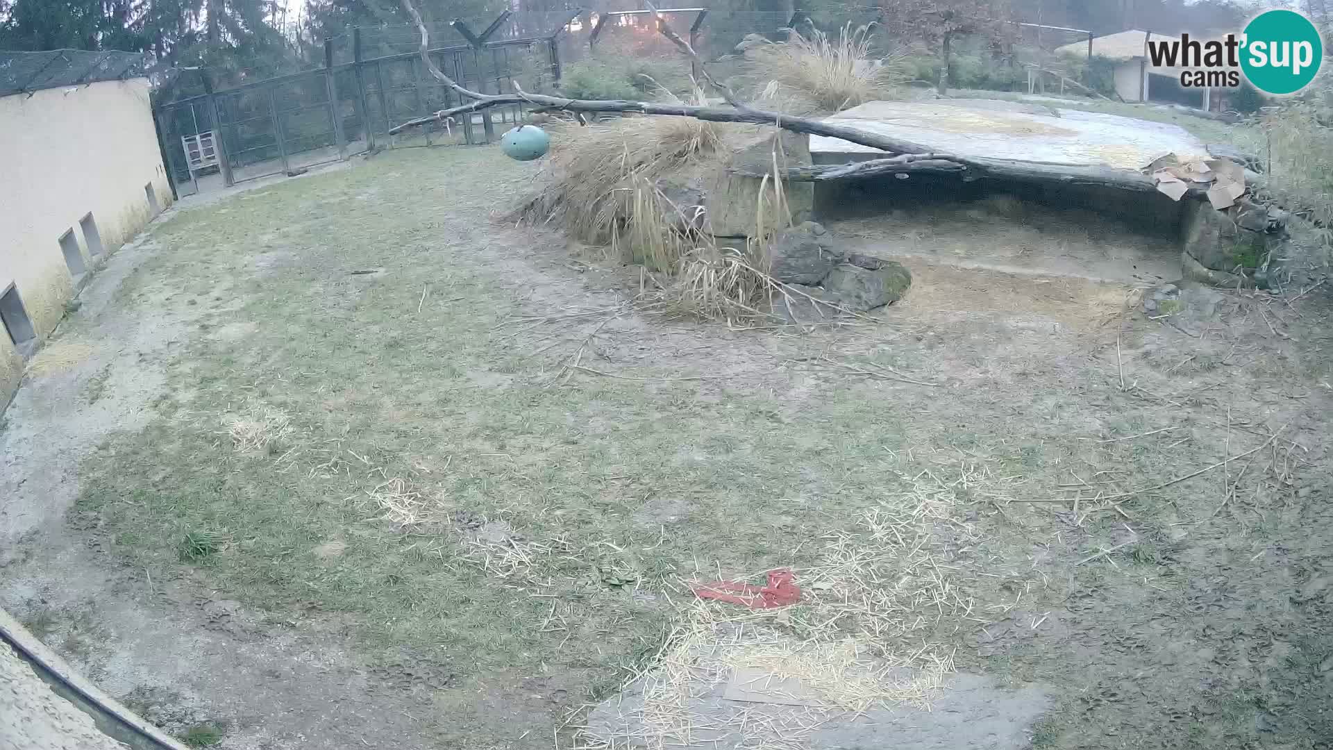 LION live Webcam in Ljubljana Zoo – Slovenia