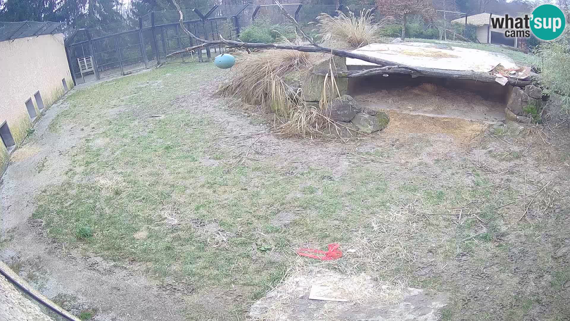 LION webcam en direct du zoo de Ljubljana – Slovénie