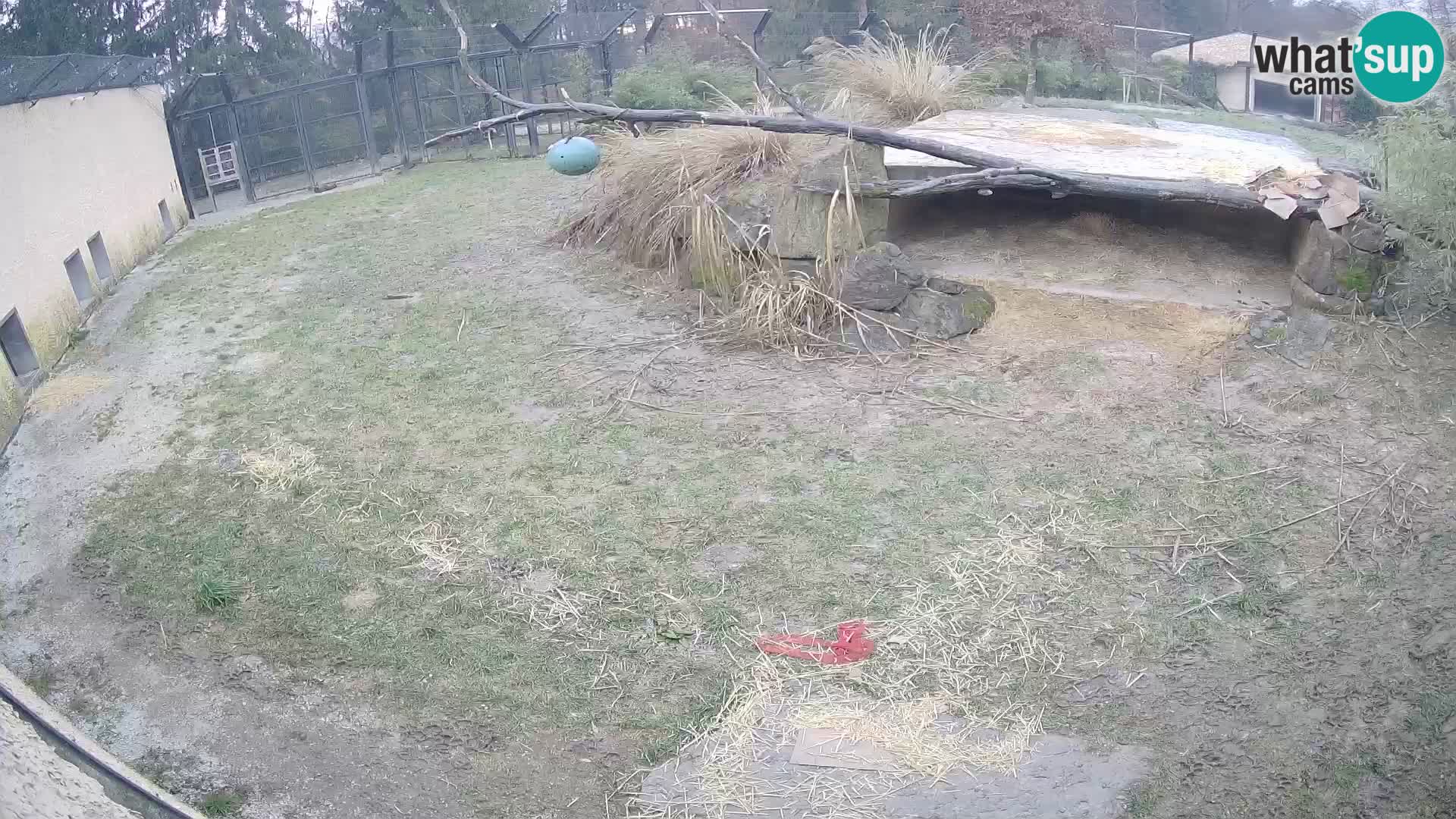 LEONE live Webcam nello zoo di Lubiana – Slovenia