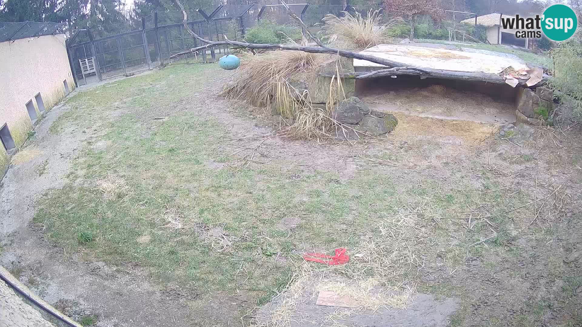 LION live Webcam in Ljubljana Zoo – Slovenia