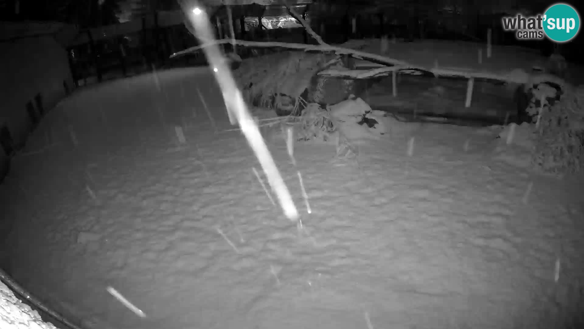 LION webcam en direct du zoo de Ljubljana – Slovénie