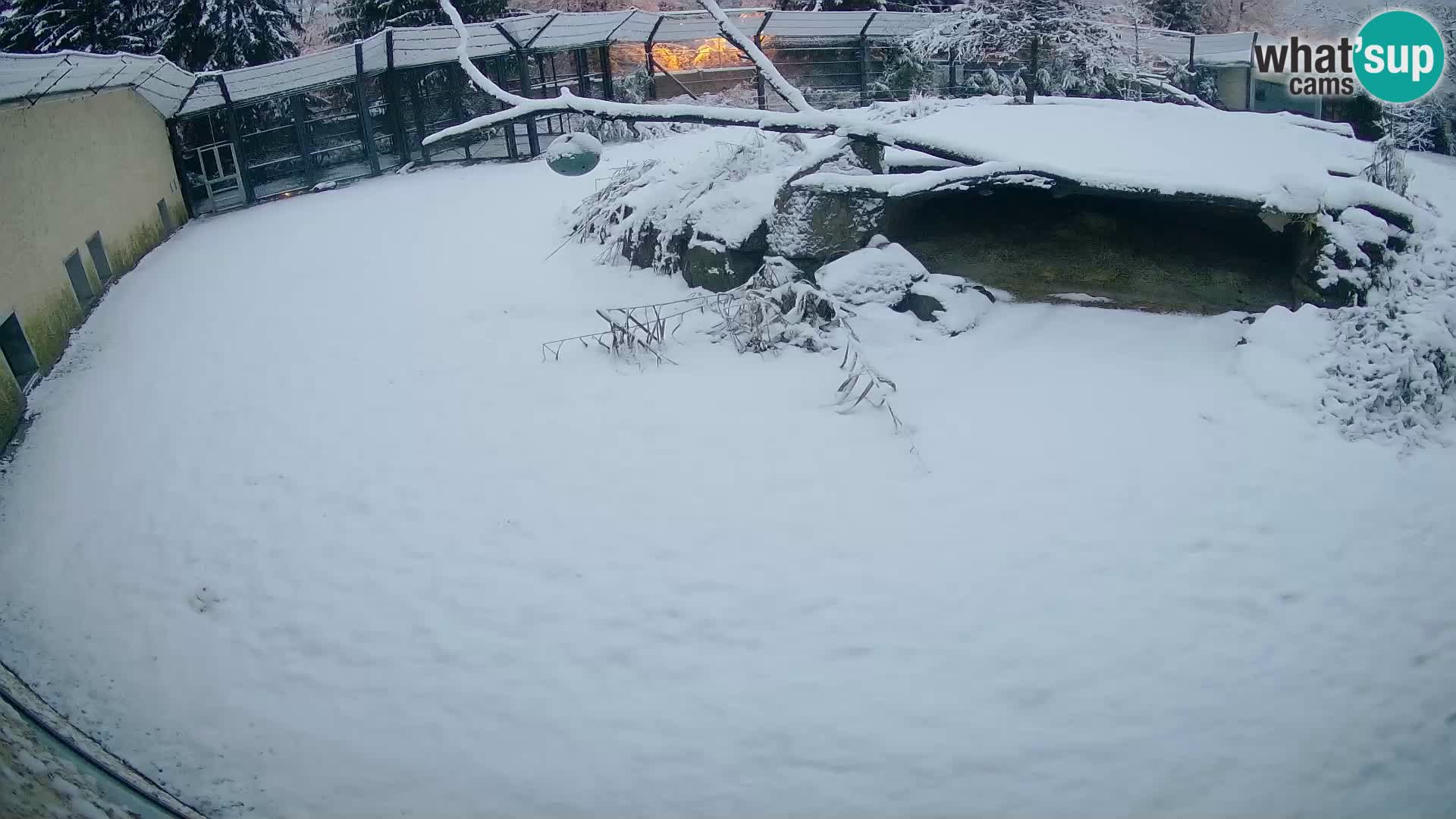 Löwe live Webcam im Zoo von Ljubljana – Slowenien