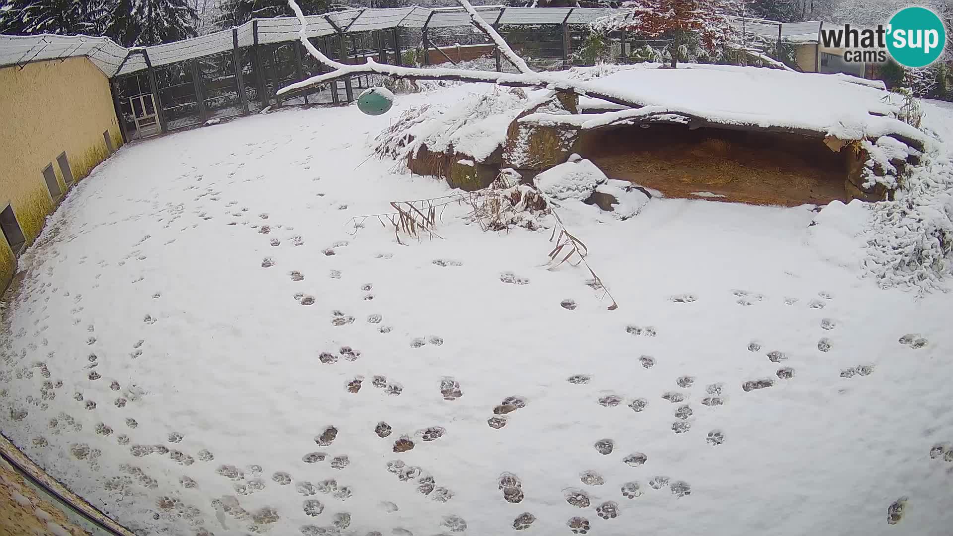 LEONE live Webcam nello zoo di Lubiana – Slovenia