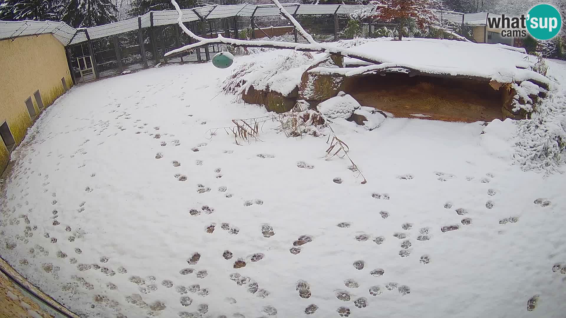 LION webcam en direct du zoo de Ljubljana – Slovénie