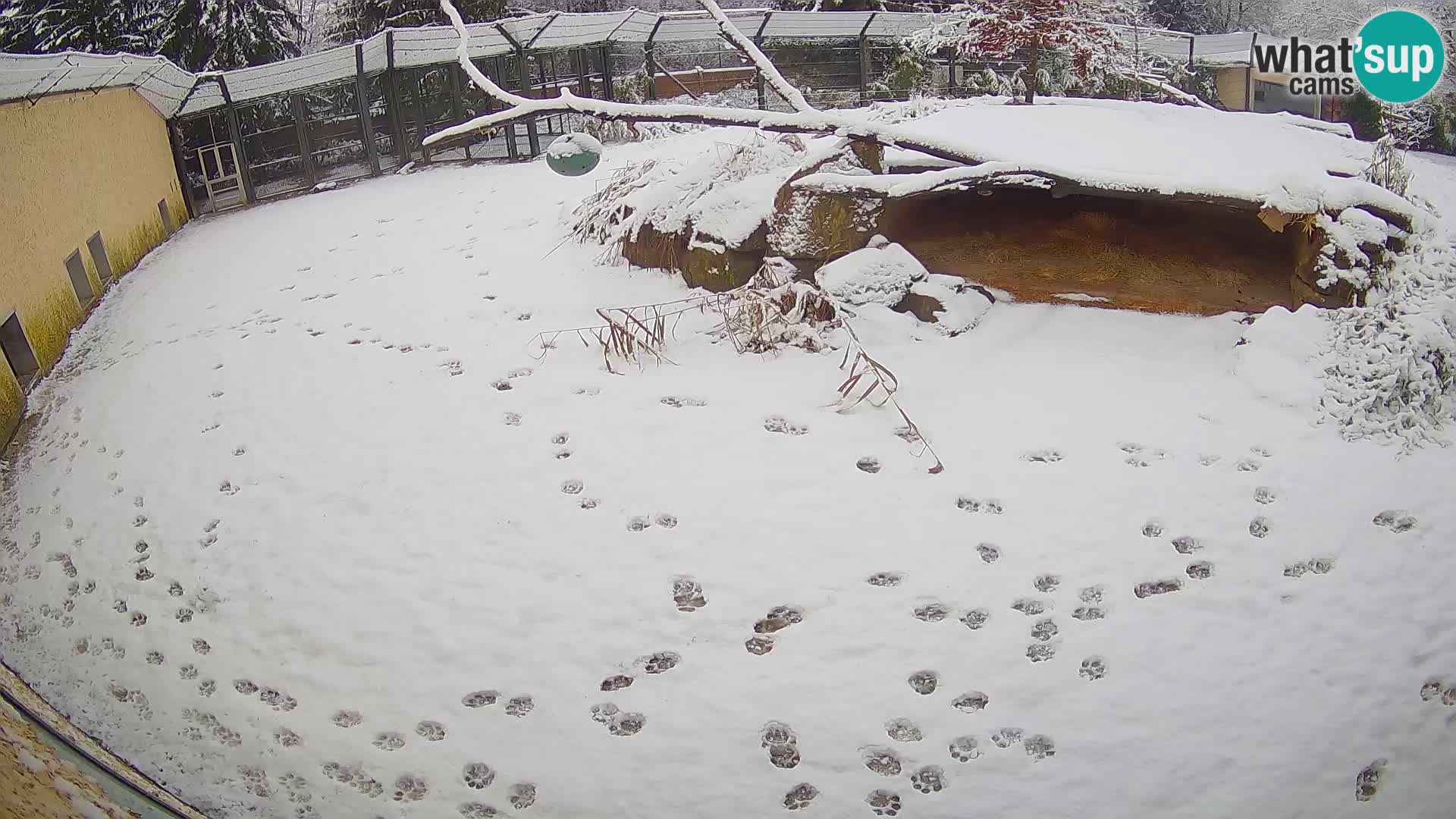 Löwe live Webcam im Zoo von Ljubljana – Slowenien