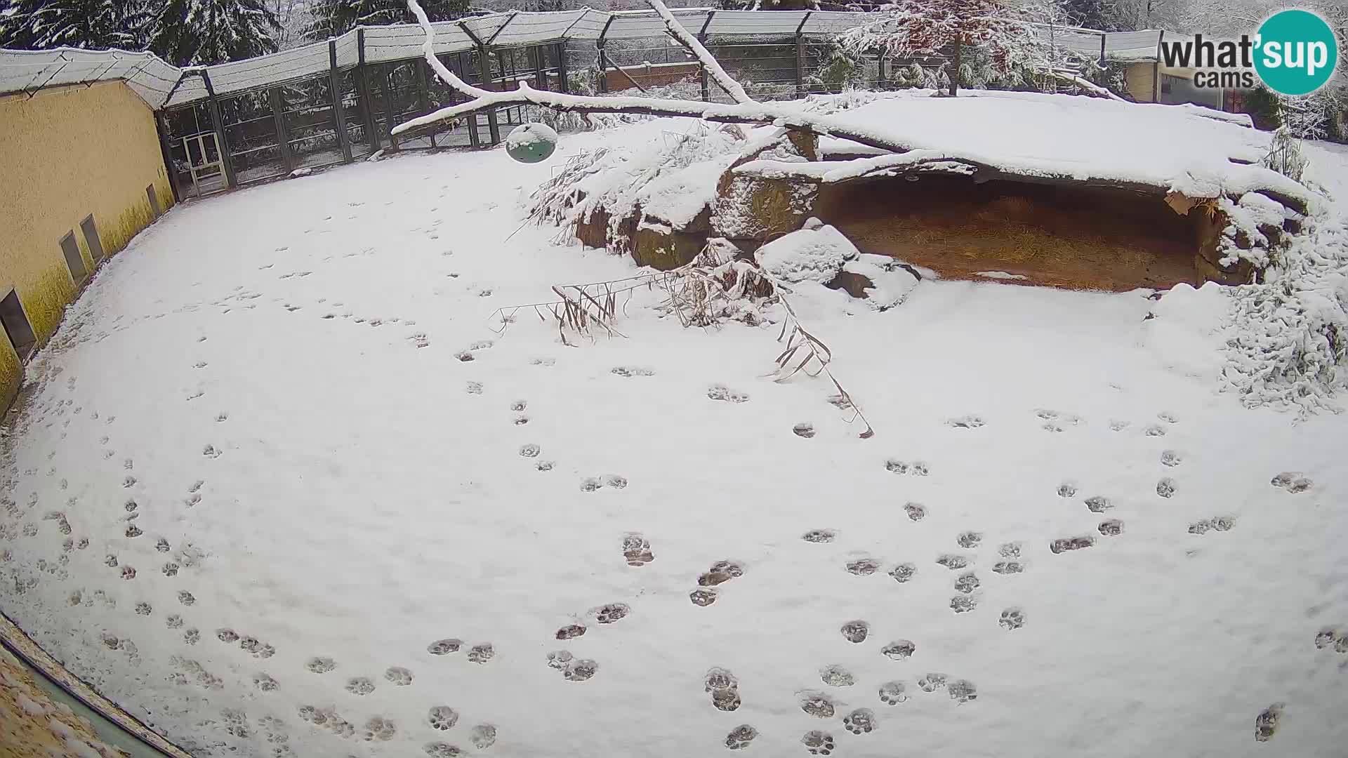 LEONE live Webcam nello zoo di Lubiana – Slovenia