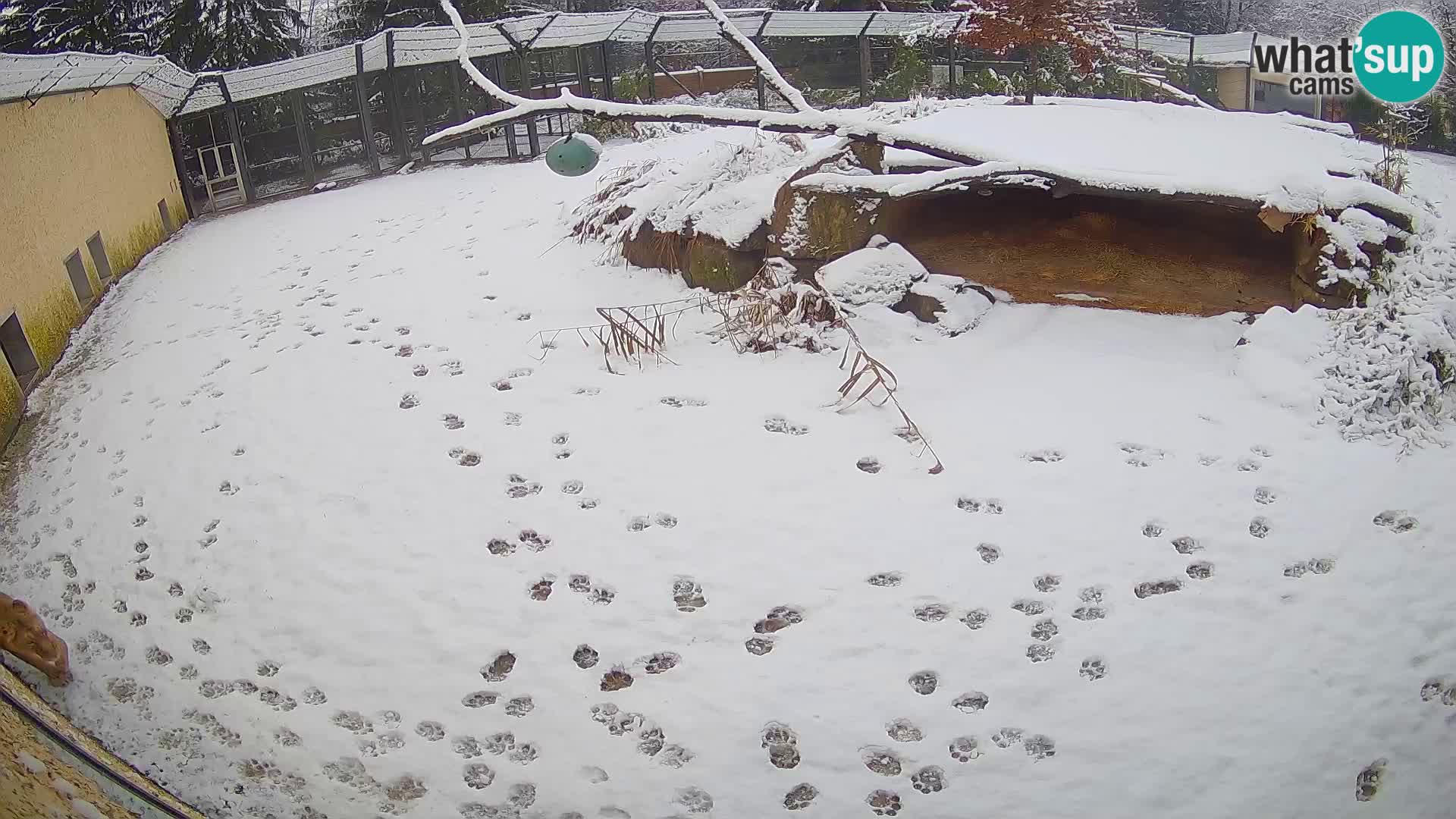 LEONE live Webcam nello zoo di Lubiana – Slovenia