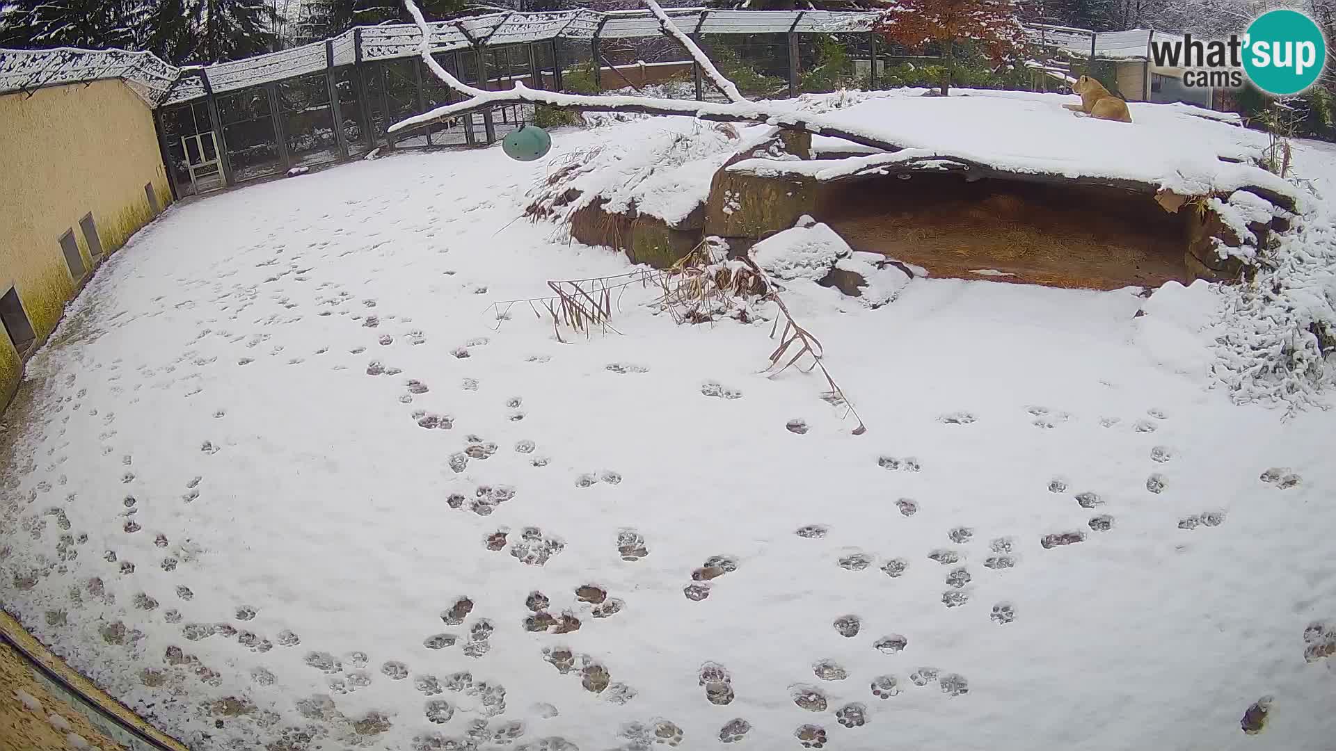 LION webcam en direct du zoo de Ljubljana – Slovénie