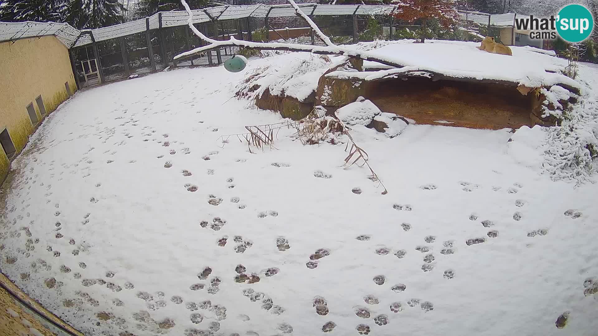 LION live Webcam in Ljubljana Zoo – Slovenia