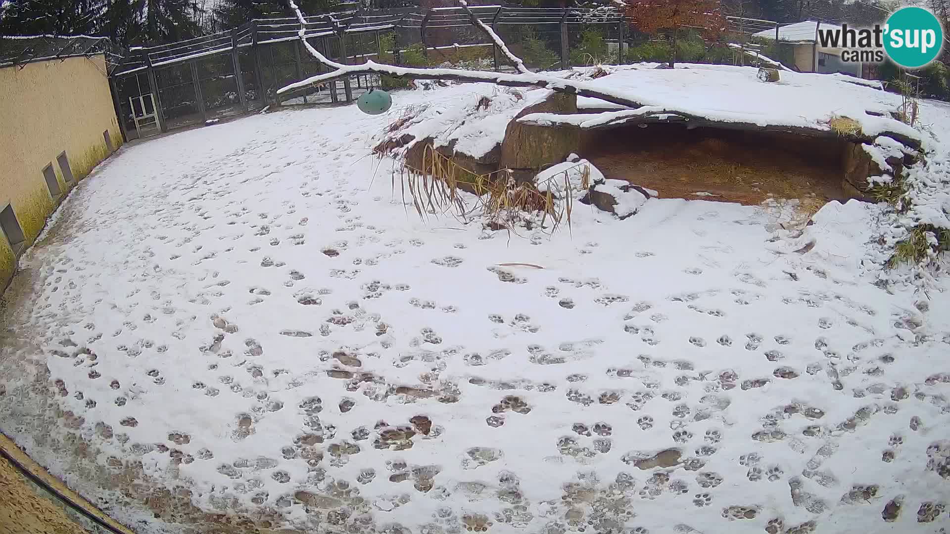 LEONE live Webcam nello zoo di Lubiana – Slovenia