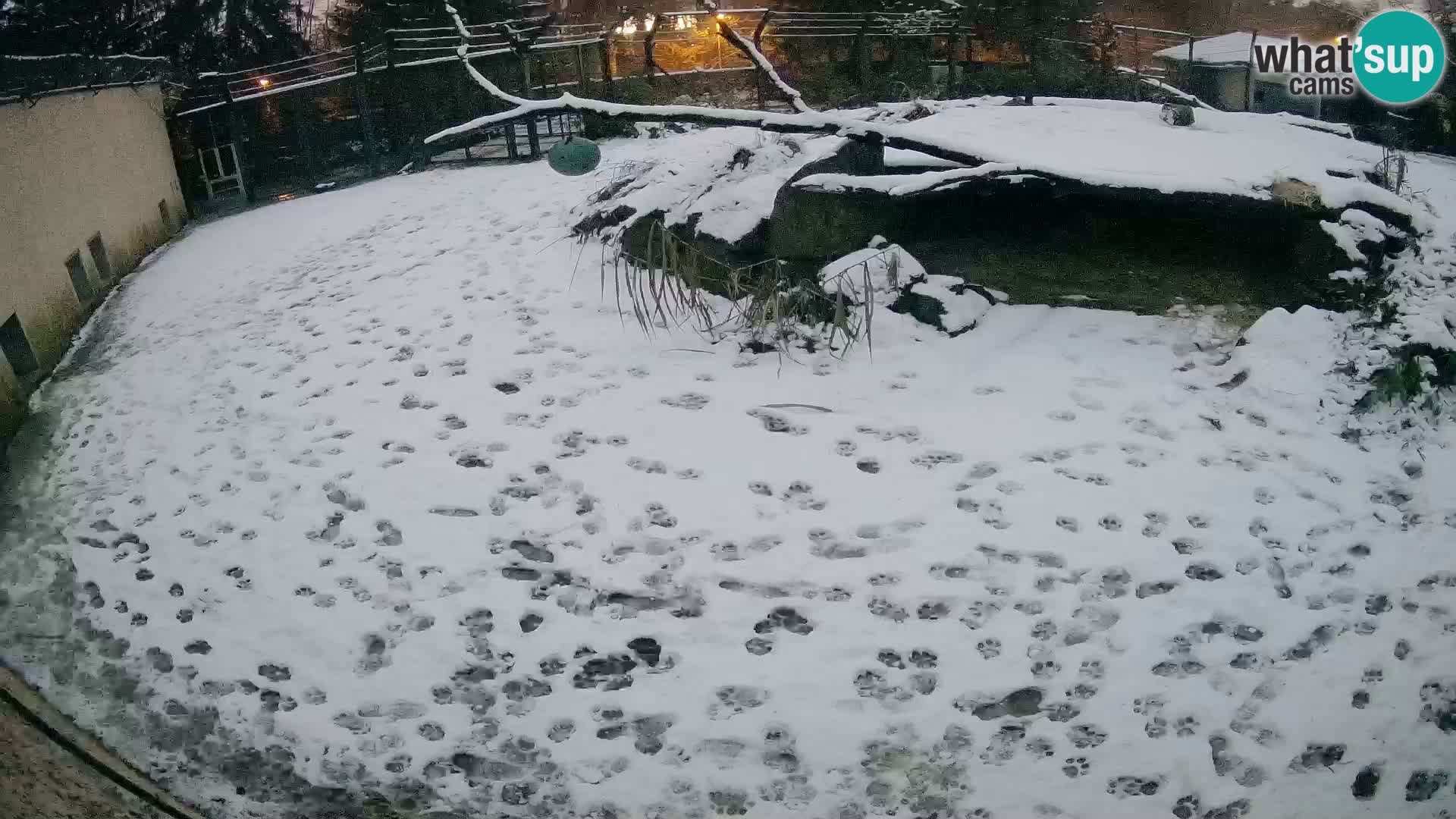 LION webcam en direct du zoo de Ljubljana – Slovénie