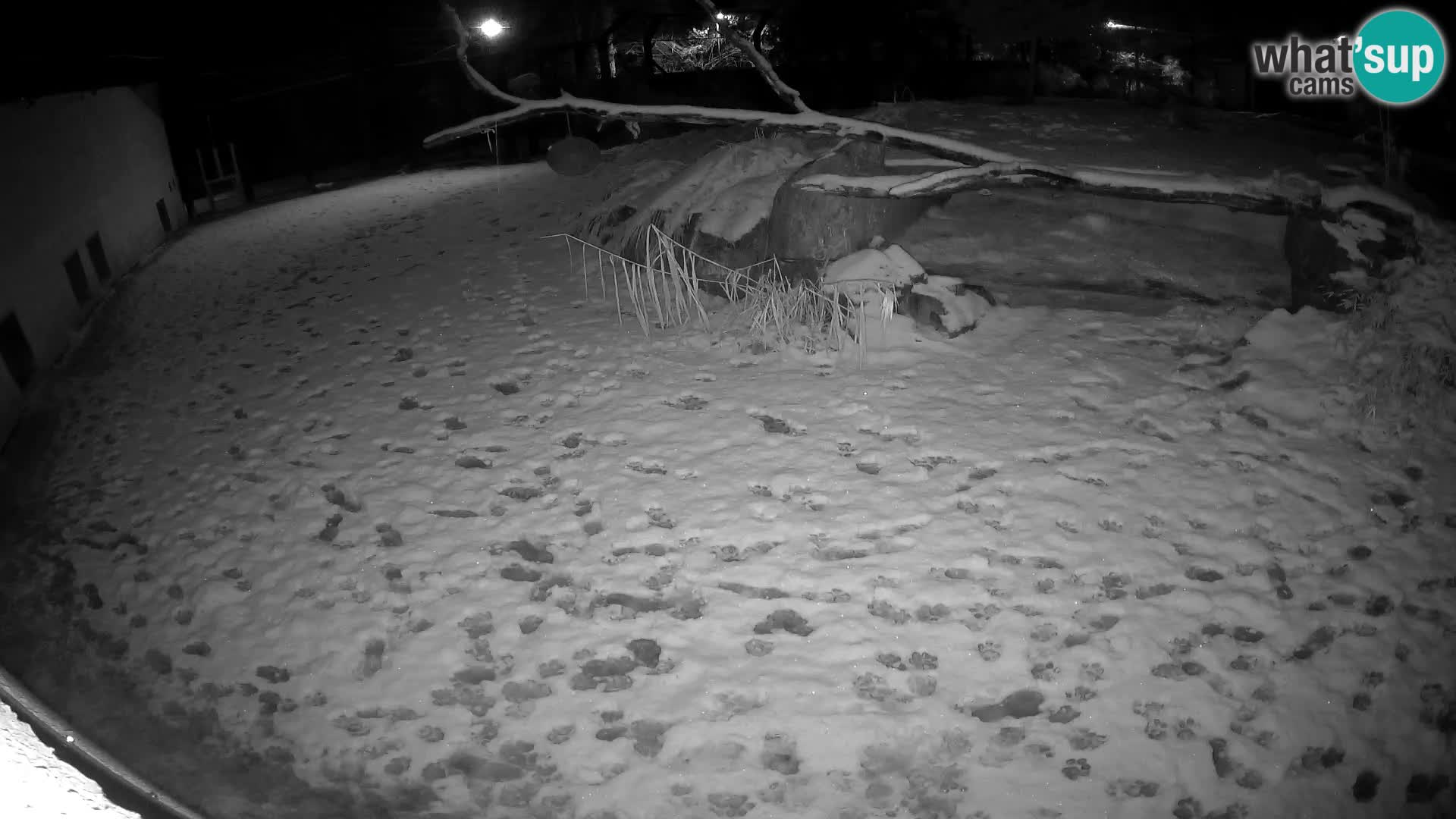 Löwe live Webcam im Zoo von Ljubljana – Slowenien