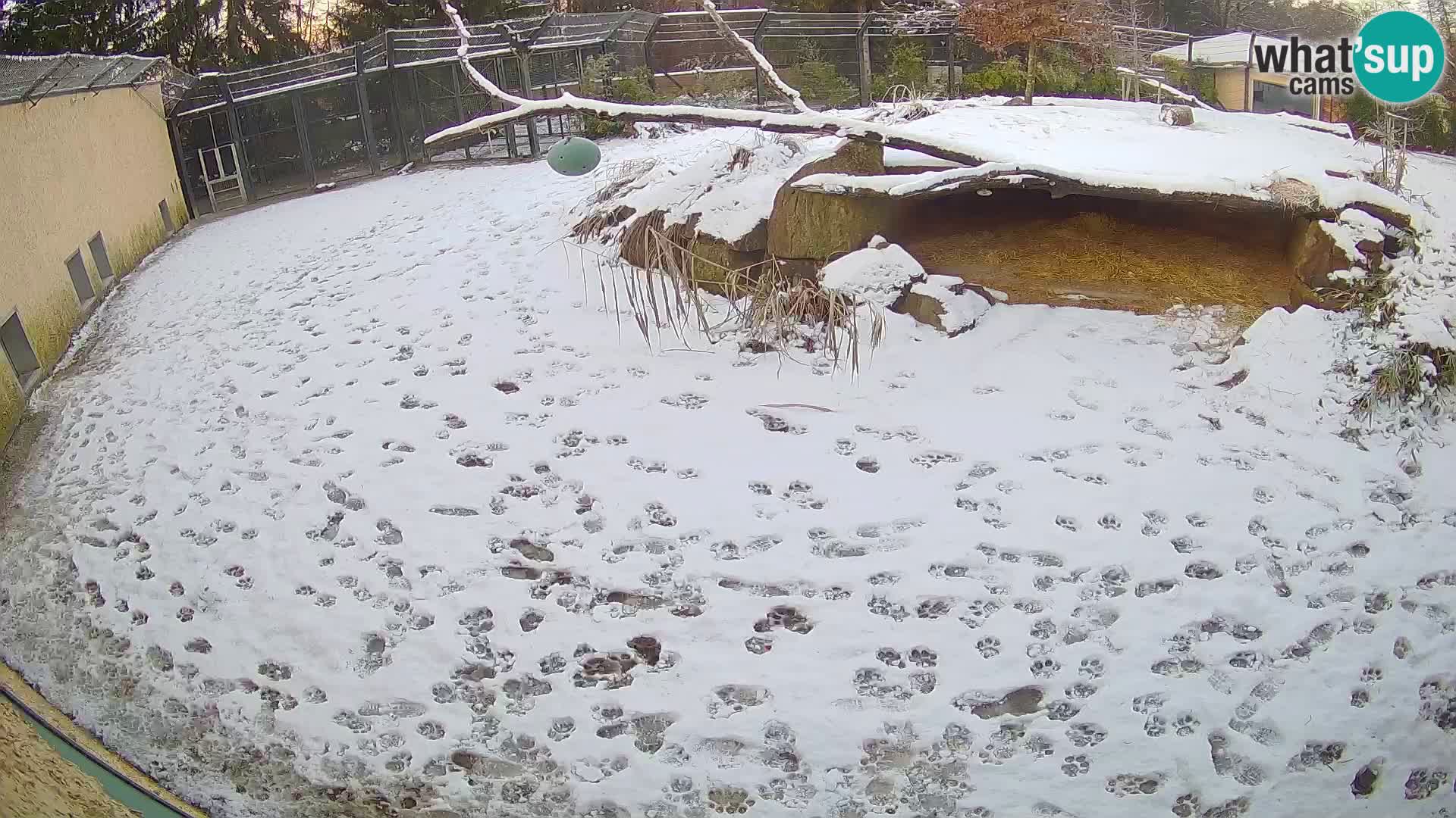 LION webcam en direct du zoo de Ljubljana – Slovénie