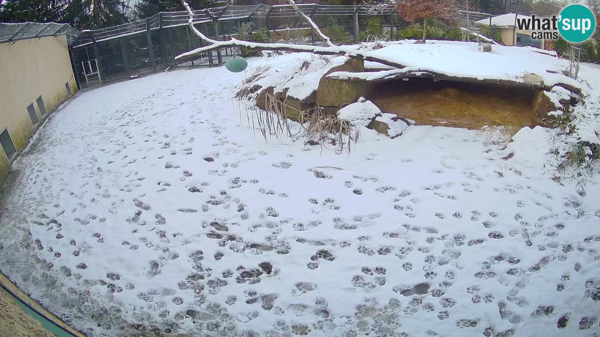 LION webcam en direct du zoo de Ljubljana – Slovénie