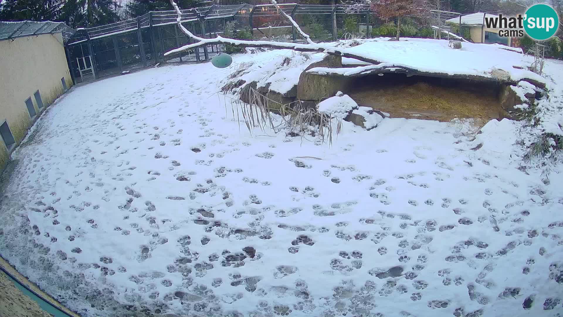 Löwe live Webcam im Zoo von Ljubljana – Slowenien