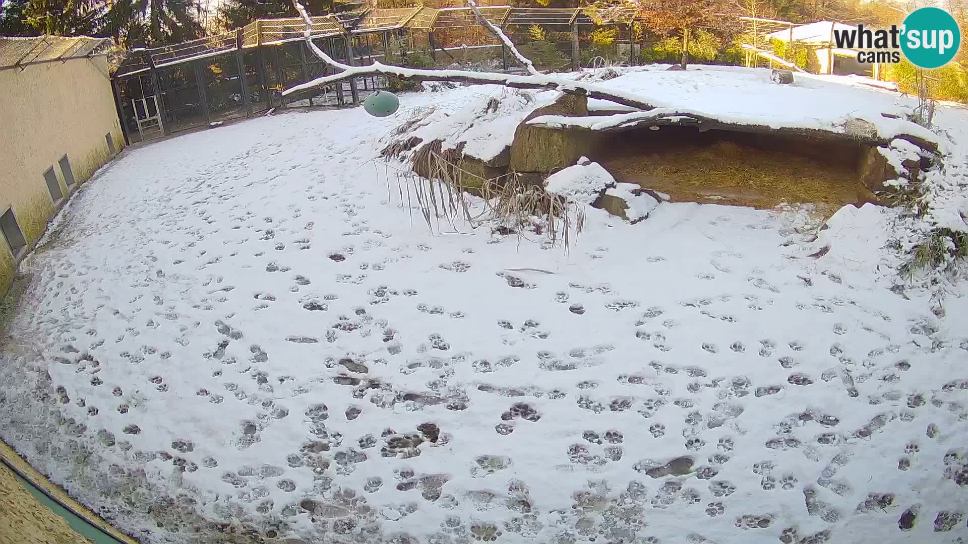 LION webcam en direct du zoo de Ljubljana – Slovénie