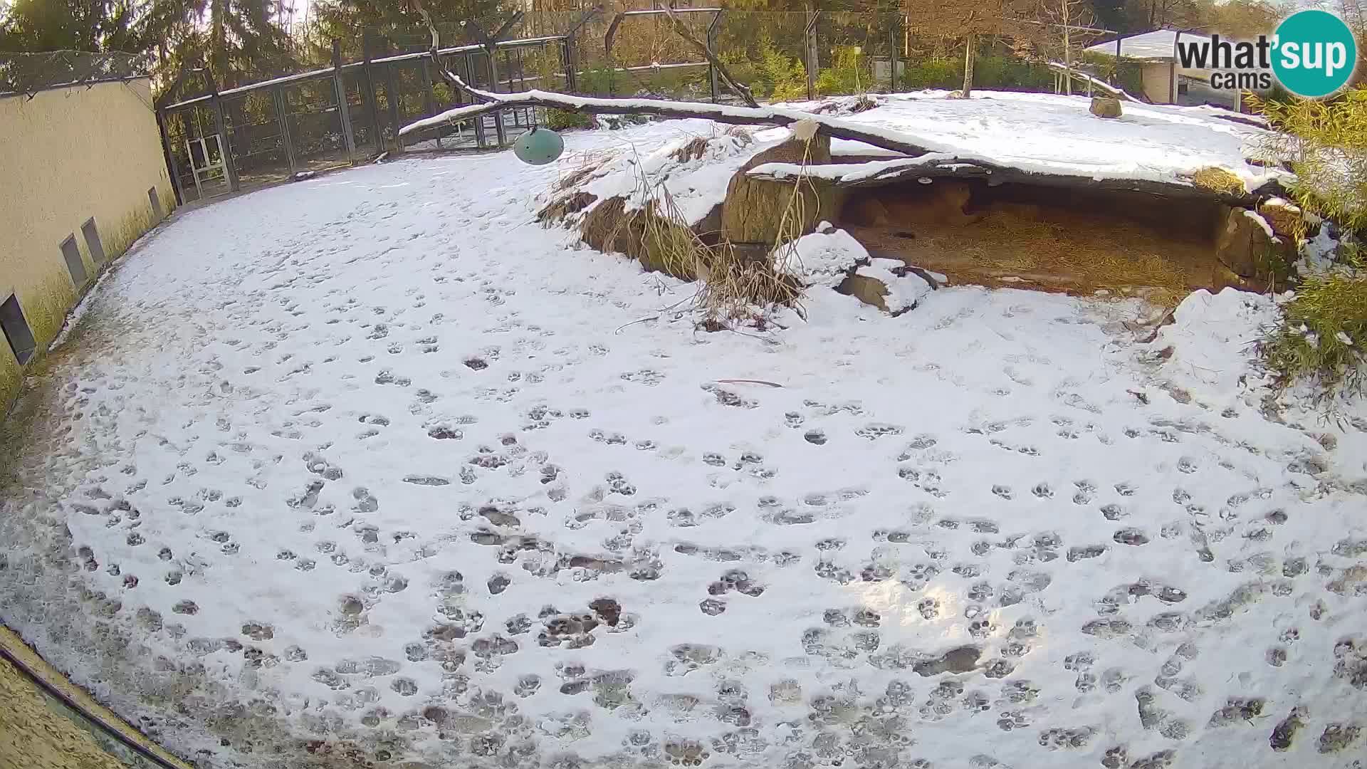 LION webcam en direct du zoo de Ljubljana – Slovénie