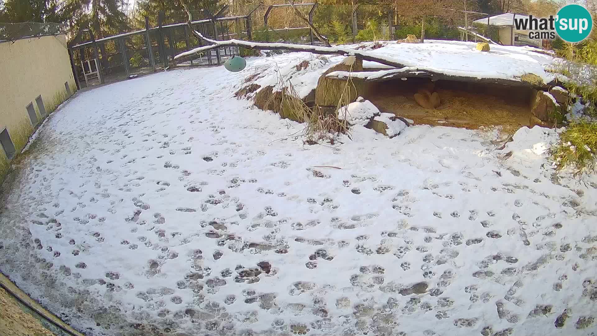 LION webcam en direct du zoo de Ljubljana – Slovénie