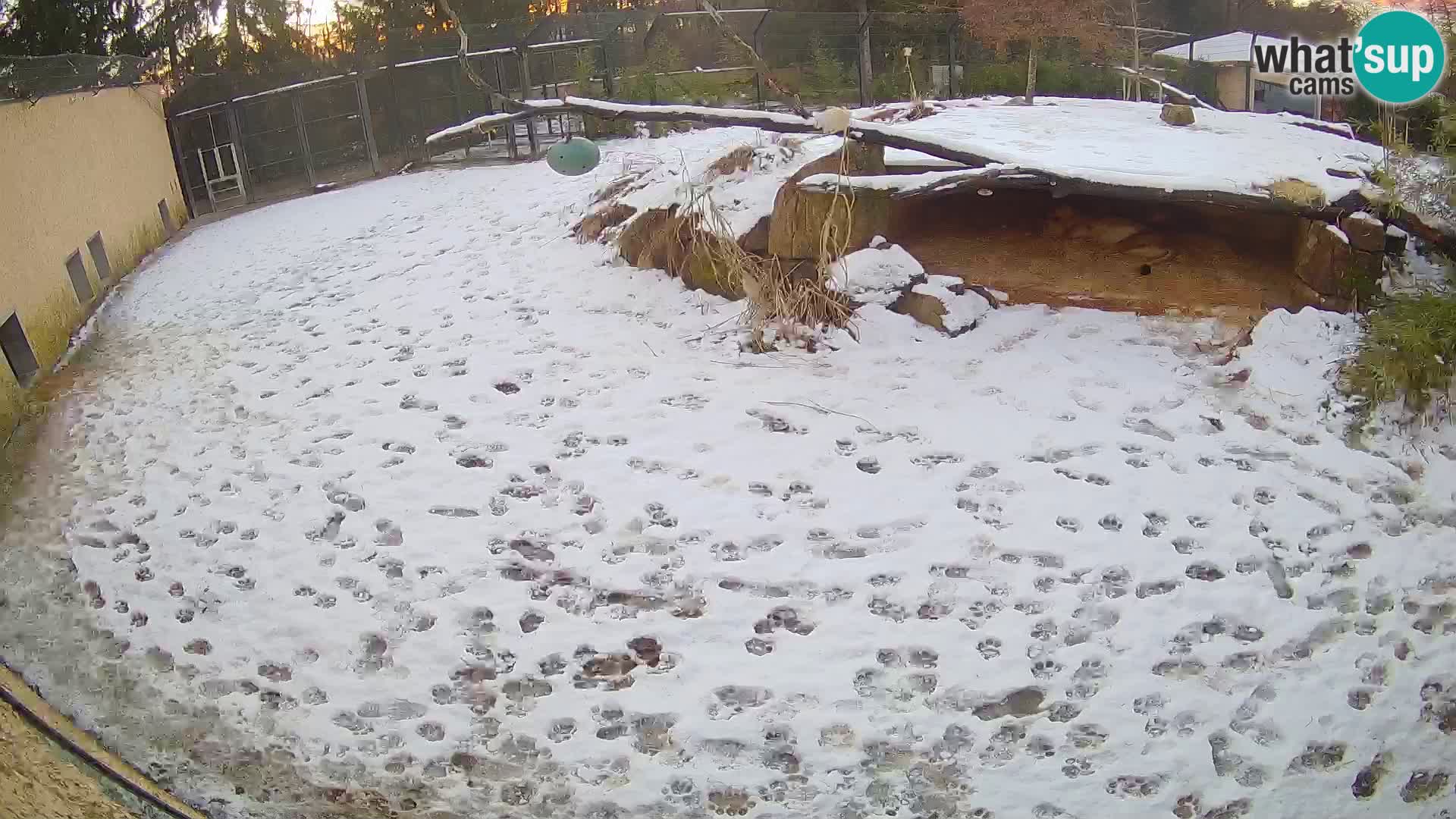 LEONE live Webcam nello zoo di Lubiana – Slovenia