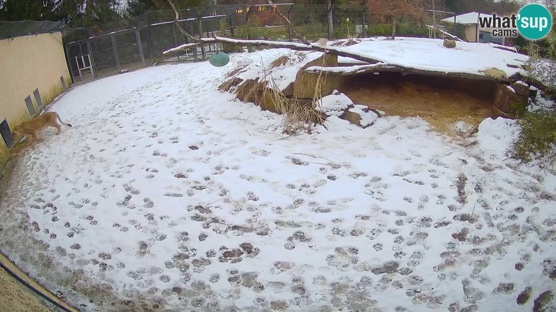 LION webcam en direct du zoo de Ljubljana – Slovénie