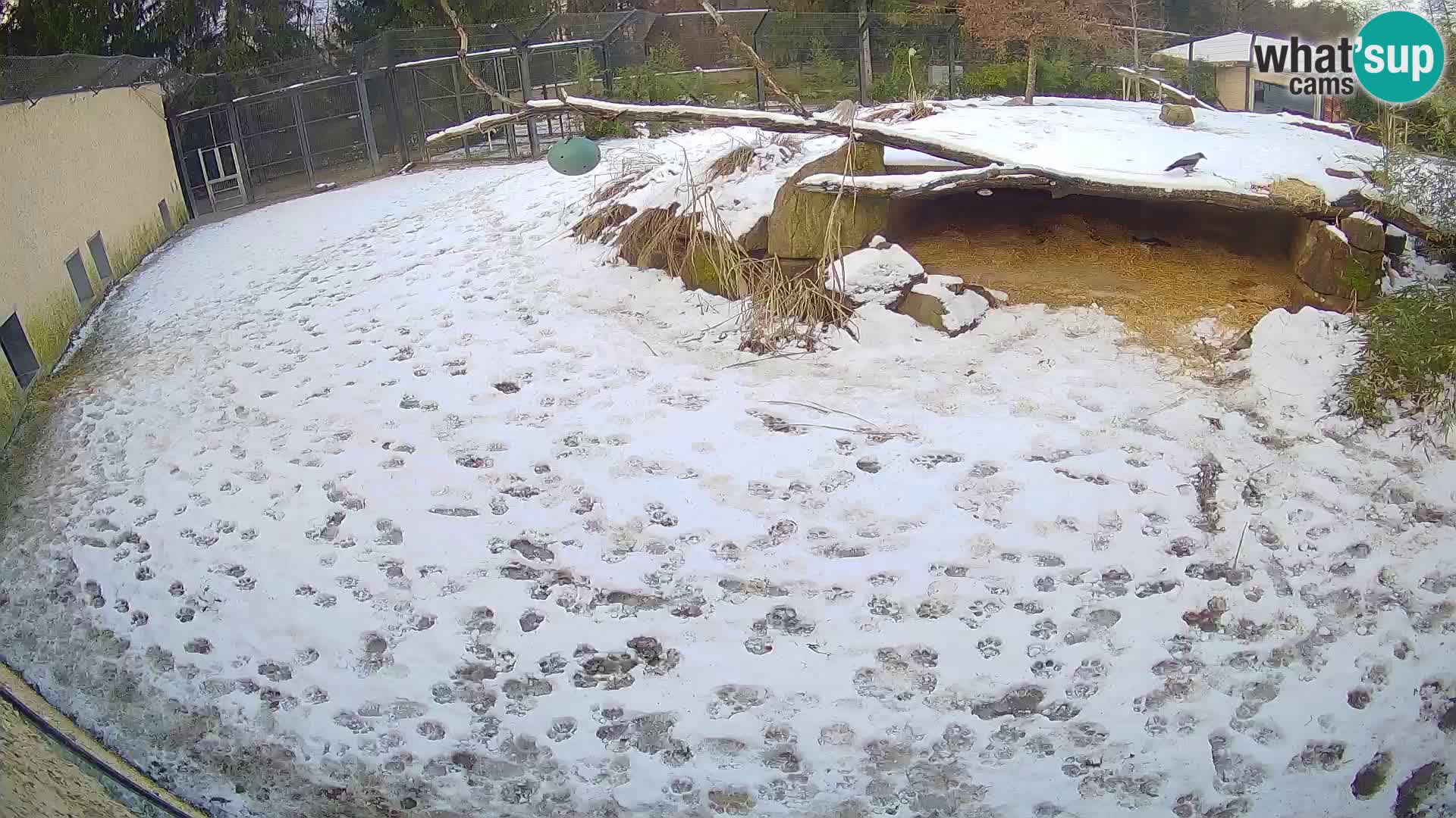 LION live Webcam in Ljubljana Zoo – Slovenia