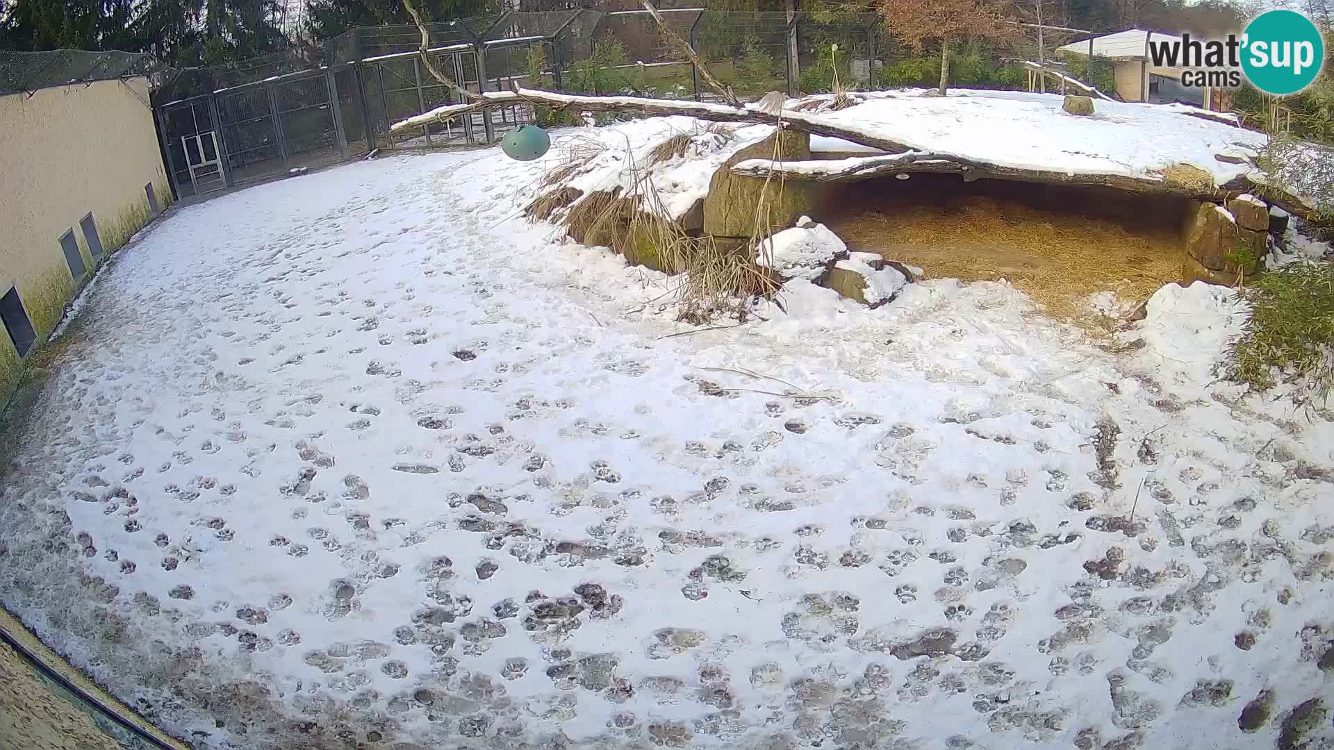 LEON Webcam en vivo en Ljubljana Zoo – Eslovenia