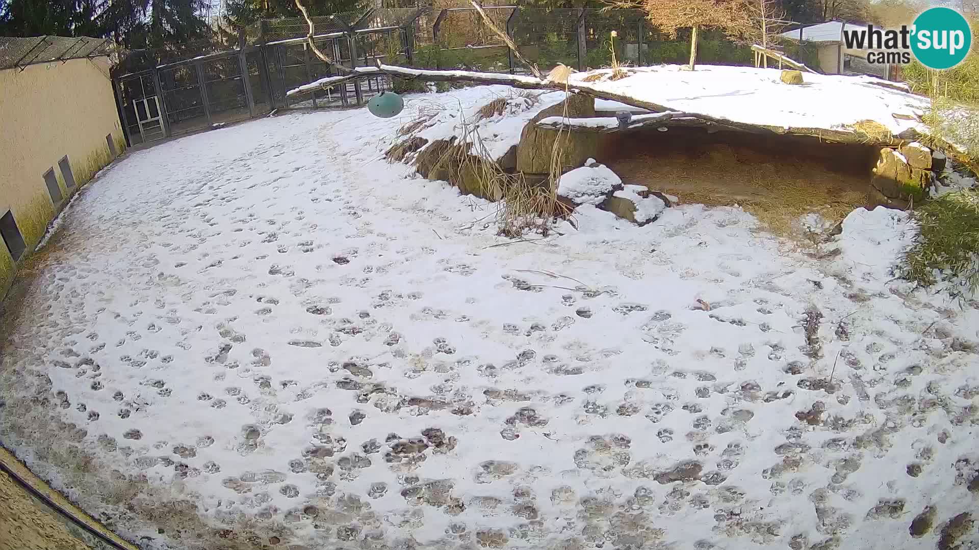 LION webcam en direct du zoo de Ljubljana – Slovénie