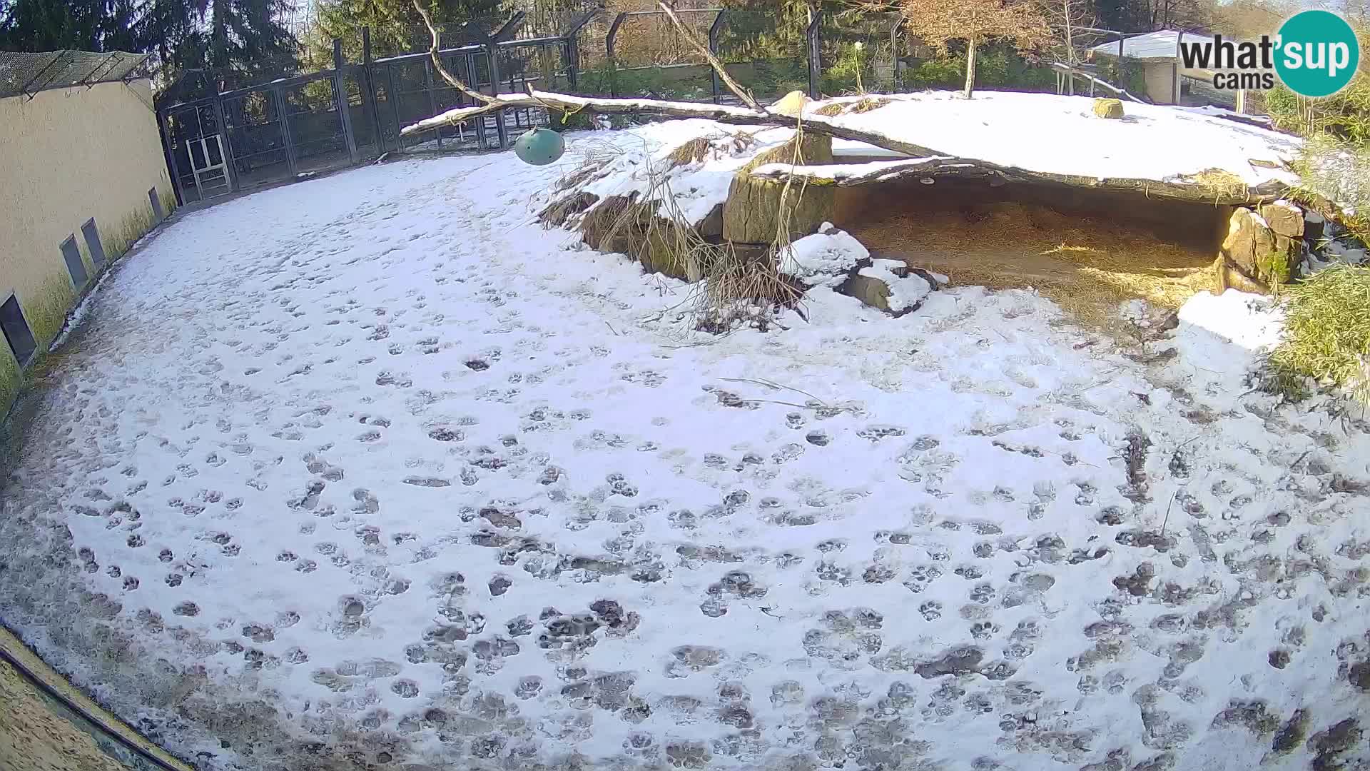 LEONE live Webcam nello zoo di Lubiana – Slovenia