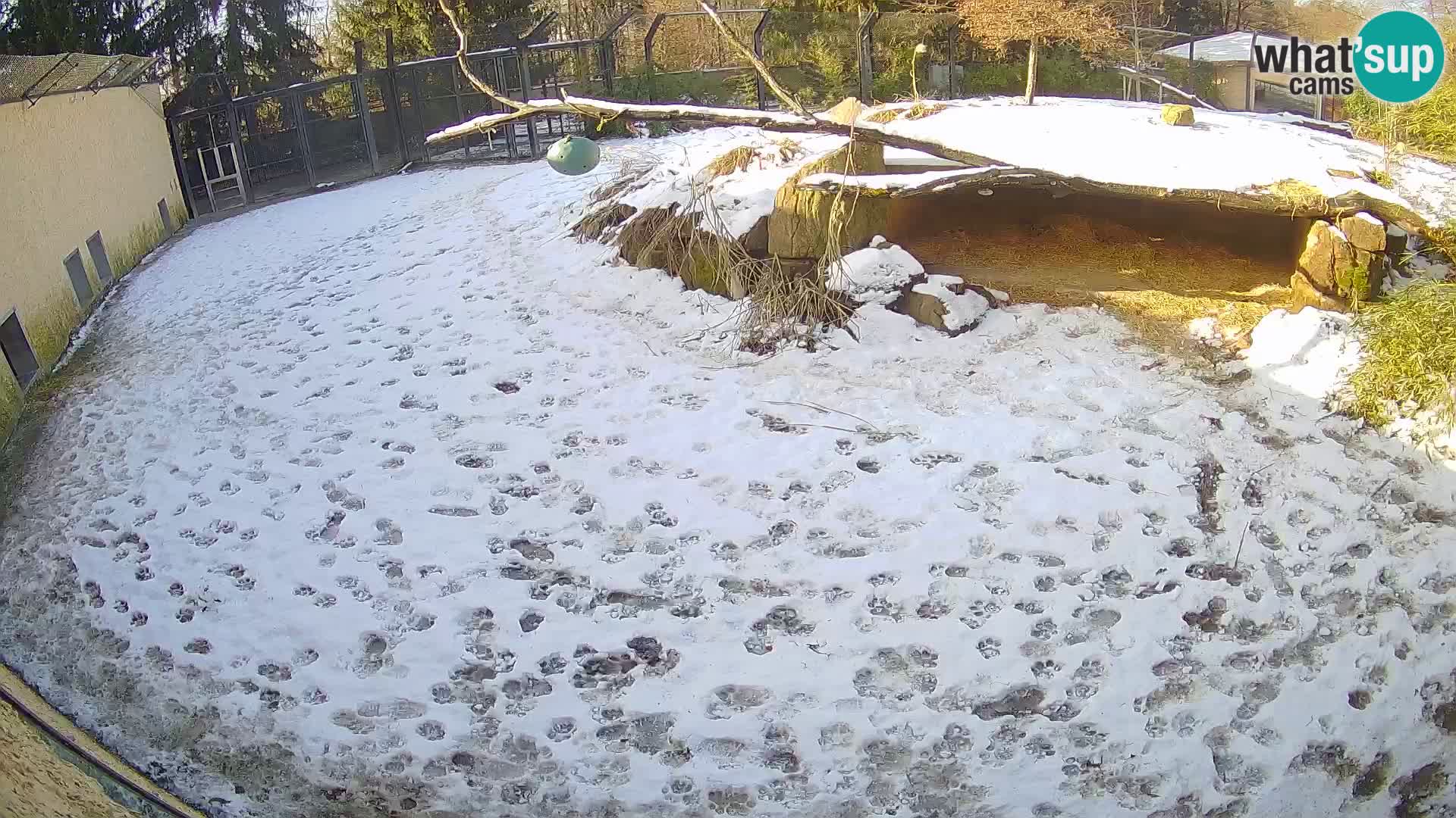 LEONE live Webcam nello zoo di Lubiana – Slovenia