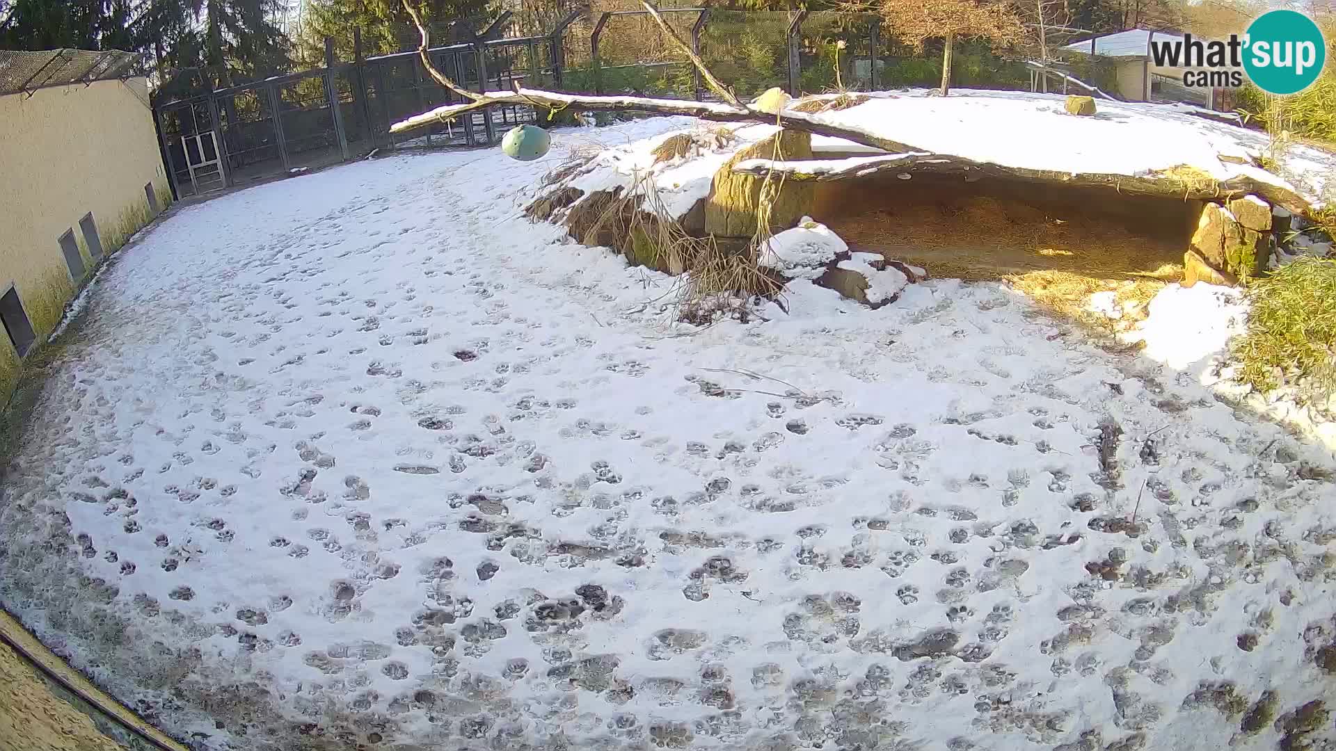 LEONE live Webcam nello zoo di Lubiana – Slovenia