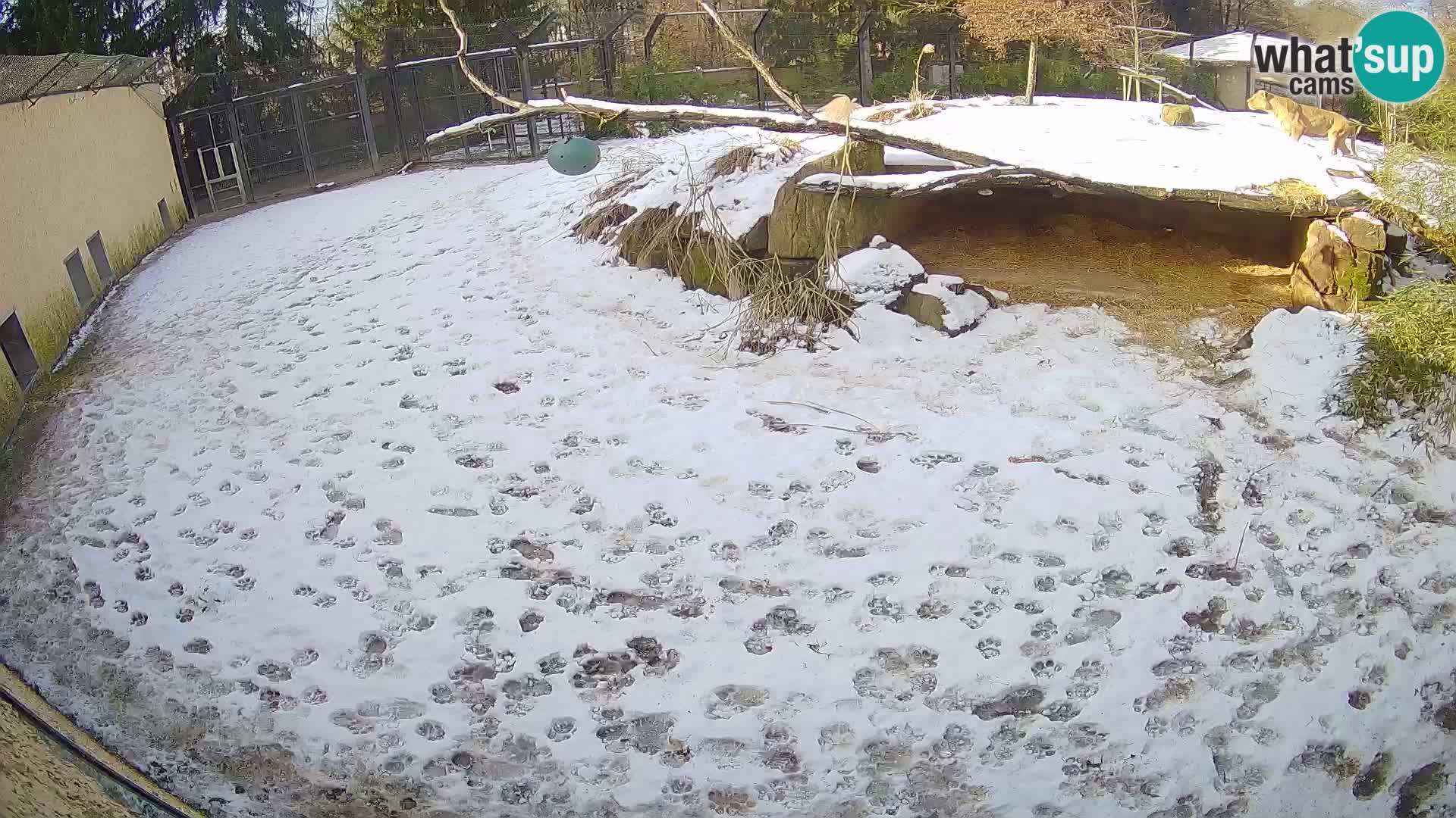 LEONE live Webcam nello zoo di Lubiana – Slovenia