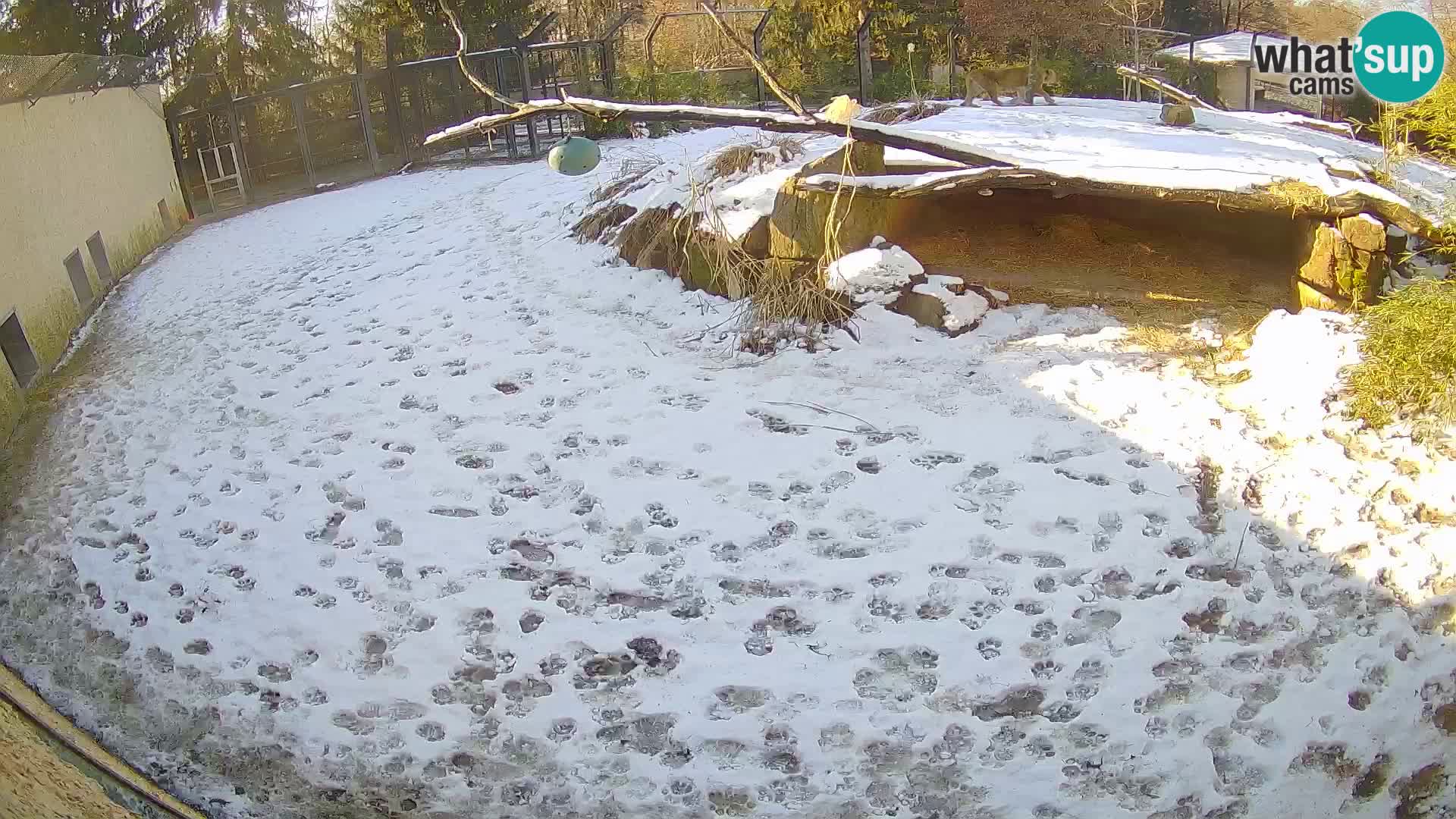 LEONE live Webcam nello zoo di Lubiana – Slovenia