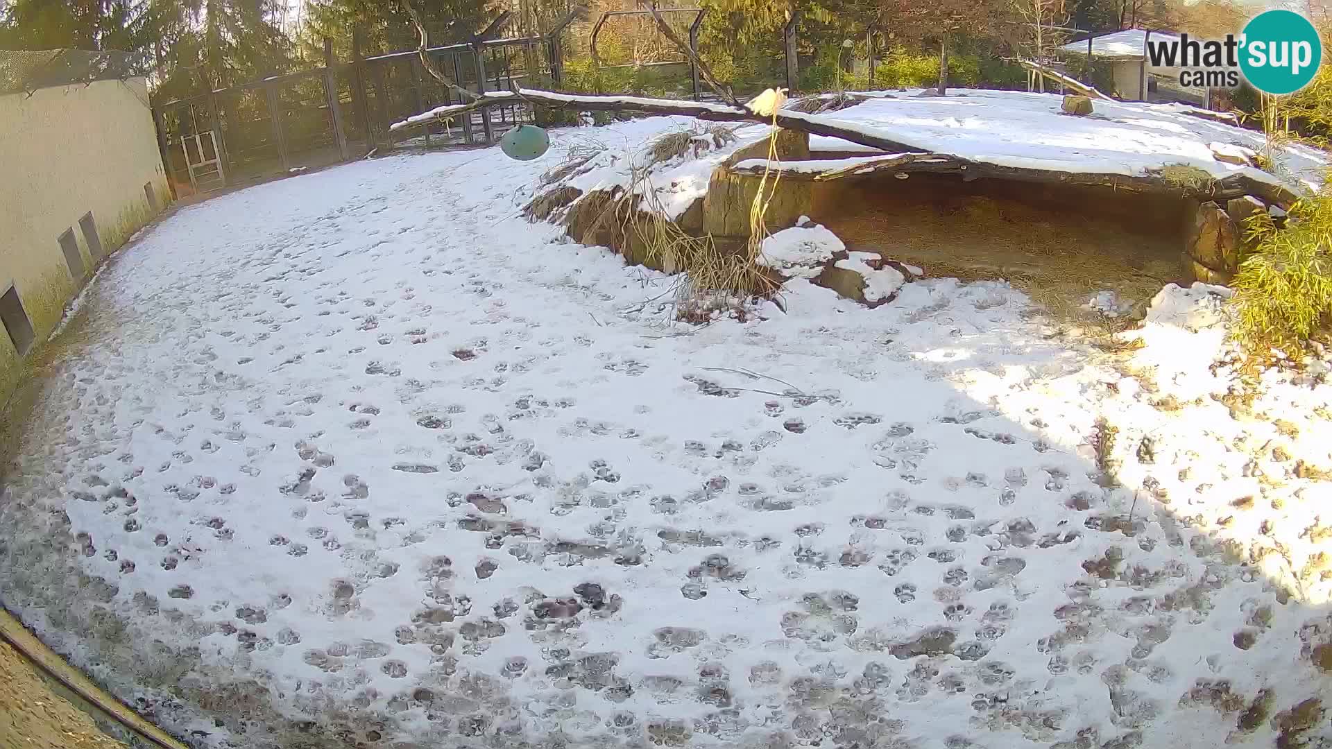 LEVI spletna kamera v živalskem vrtu Ljubljana Zoo