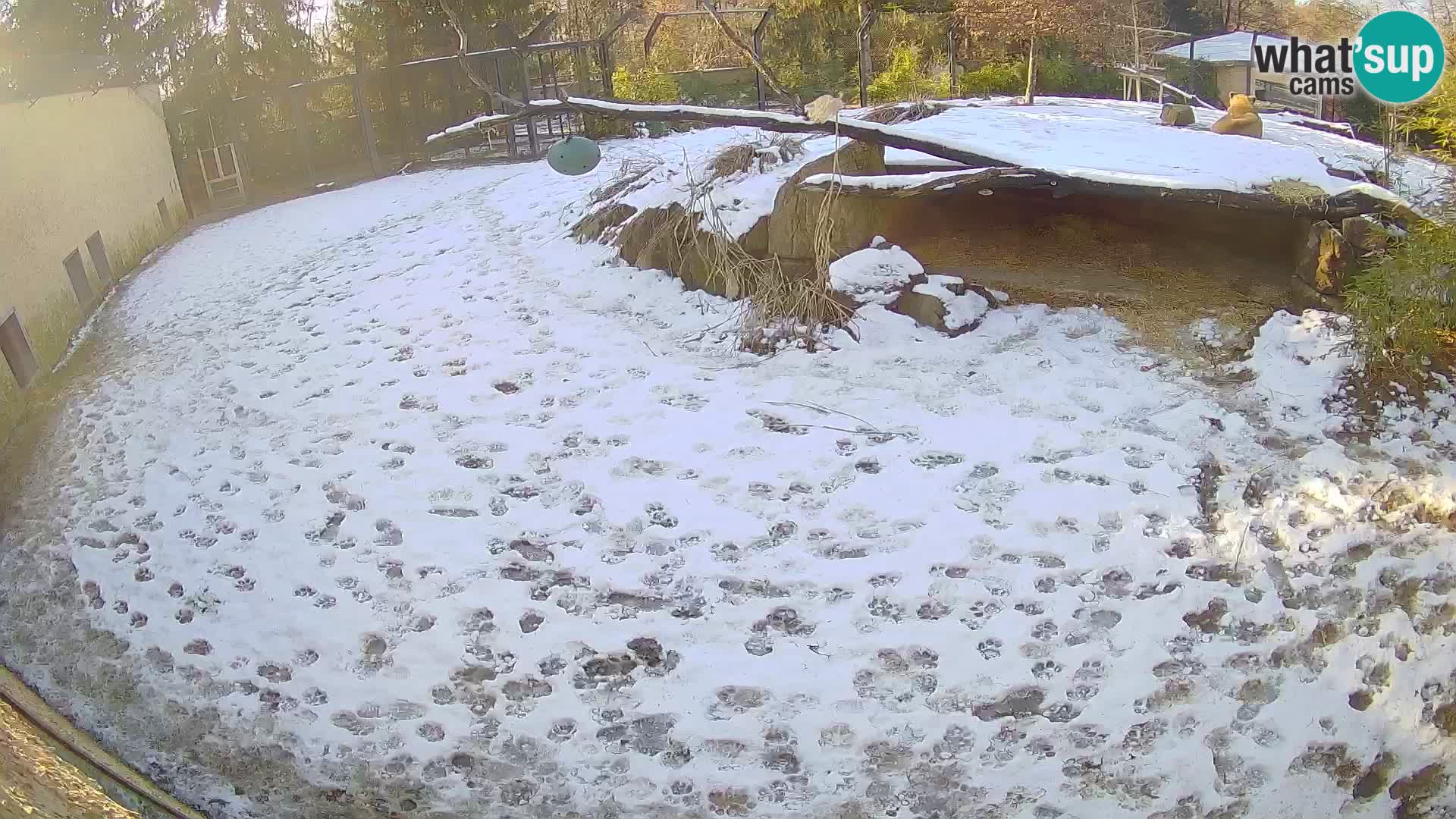 Löwe live Webcam im Zoo von Ljubljana – Slowenien