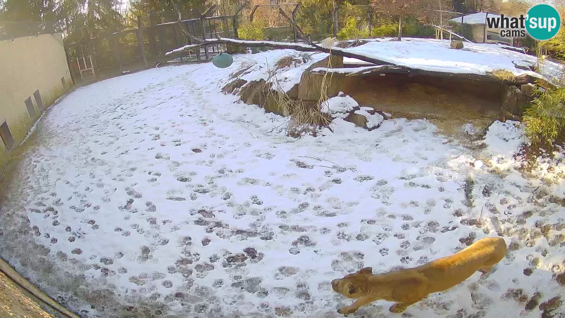 LION live Webcam in Ljubljana Zoo – Slovenia