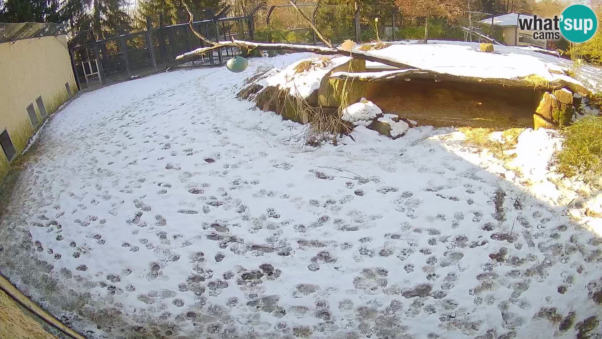 LION webcam en direct du zoo de Ljubljana – Slovénie