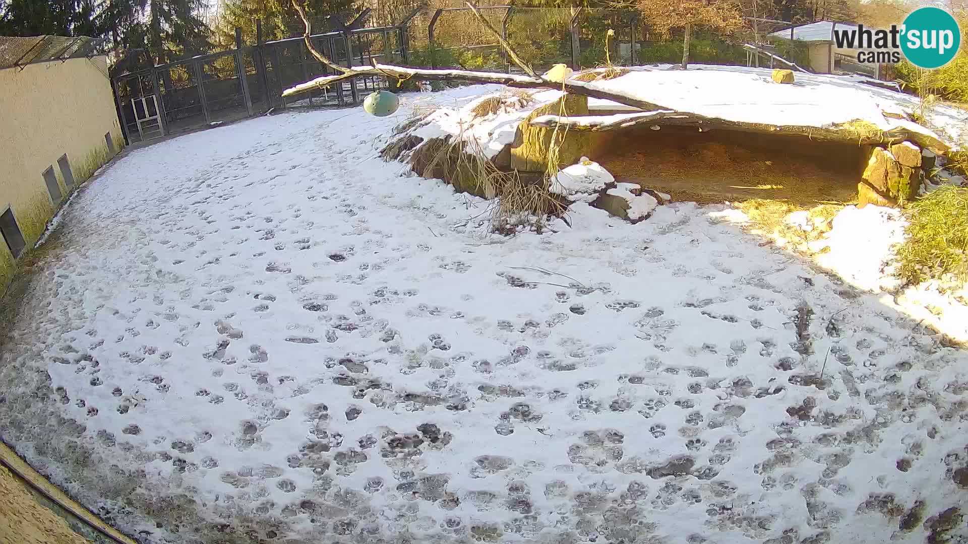 Löwe live Webcam im Zoo von Ljubljana – Slowenien