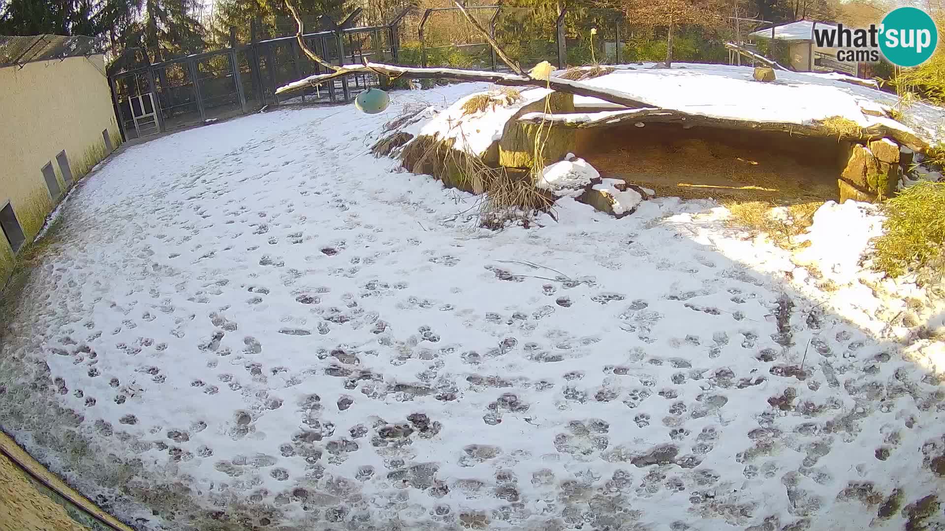 LEONE live Webcam nello zoo di Lubiana – Slovenia