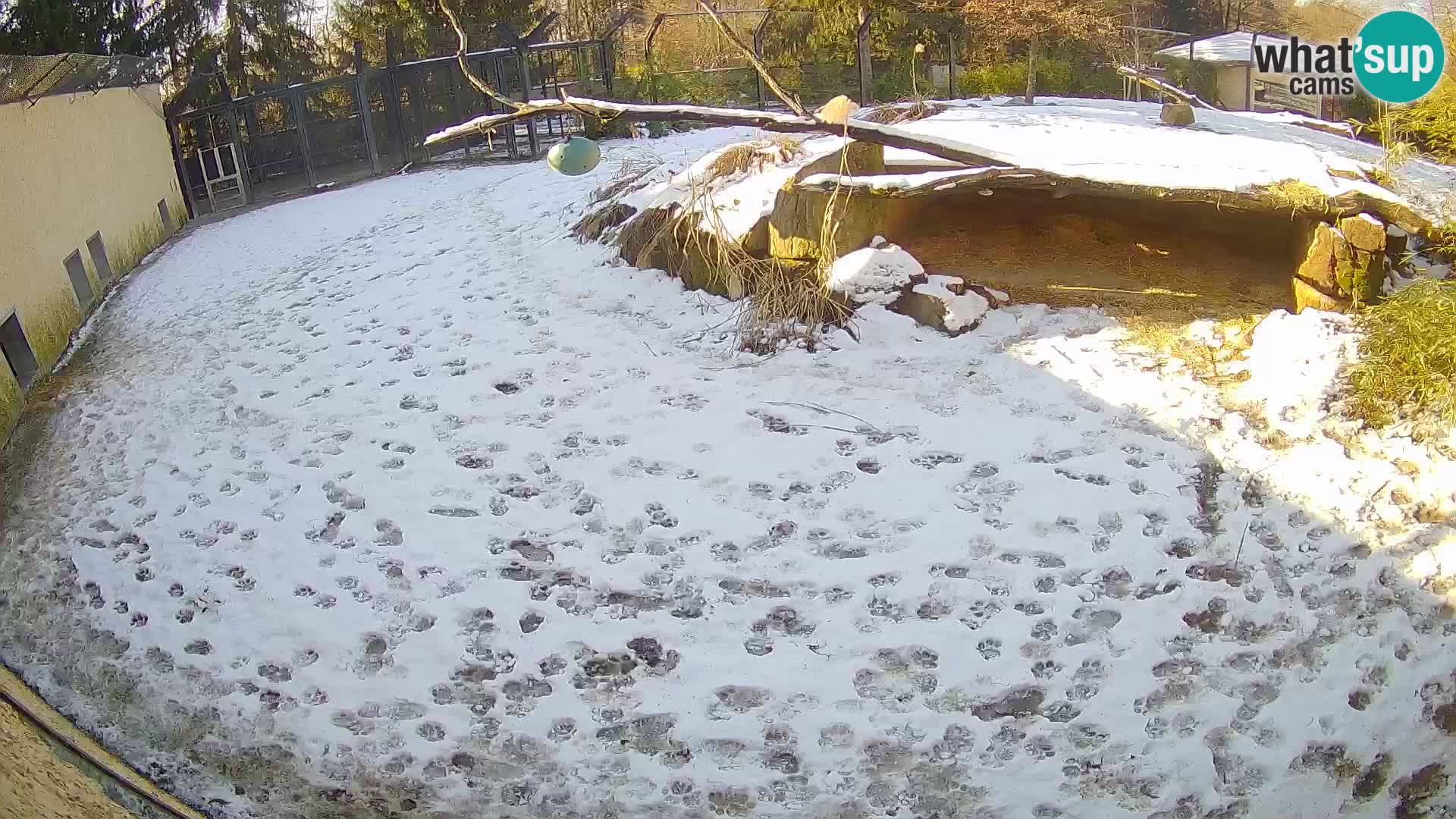 LEONE live Webcam nello zoo di Lubiana – Slovenia