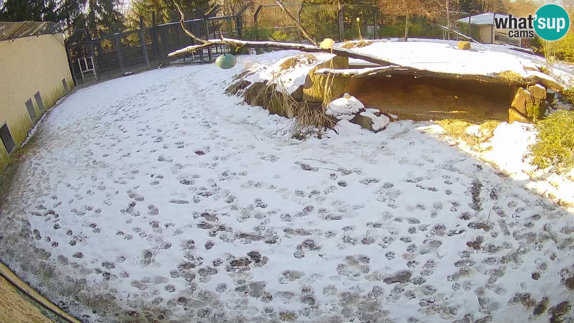 Löwe live Webcam im Zoo von Ljubljana – Slowenien