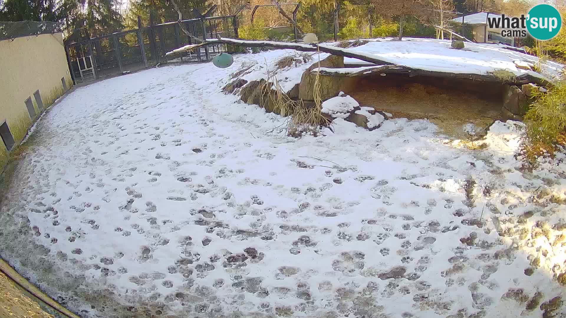 Löwe live Webcam im Zoo von Ljubljana – Slowenien