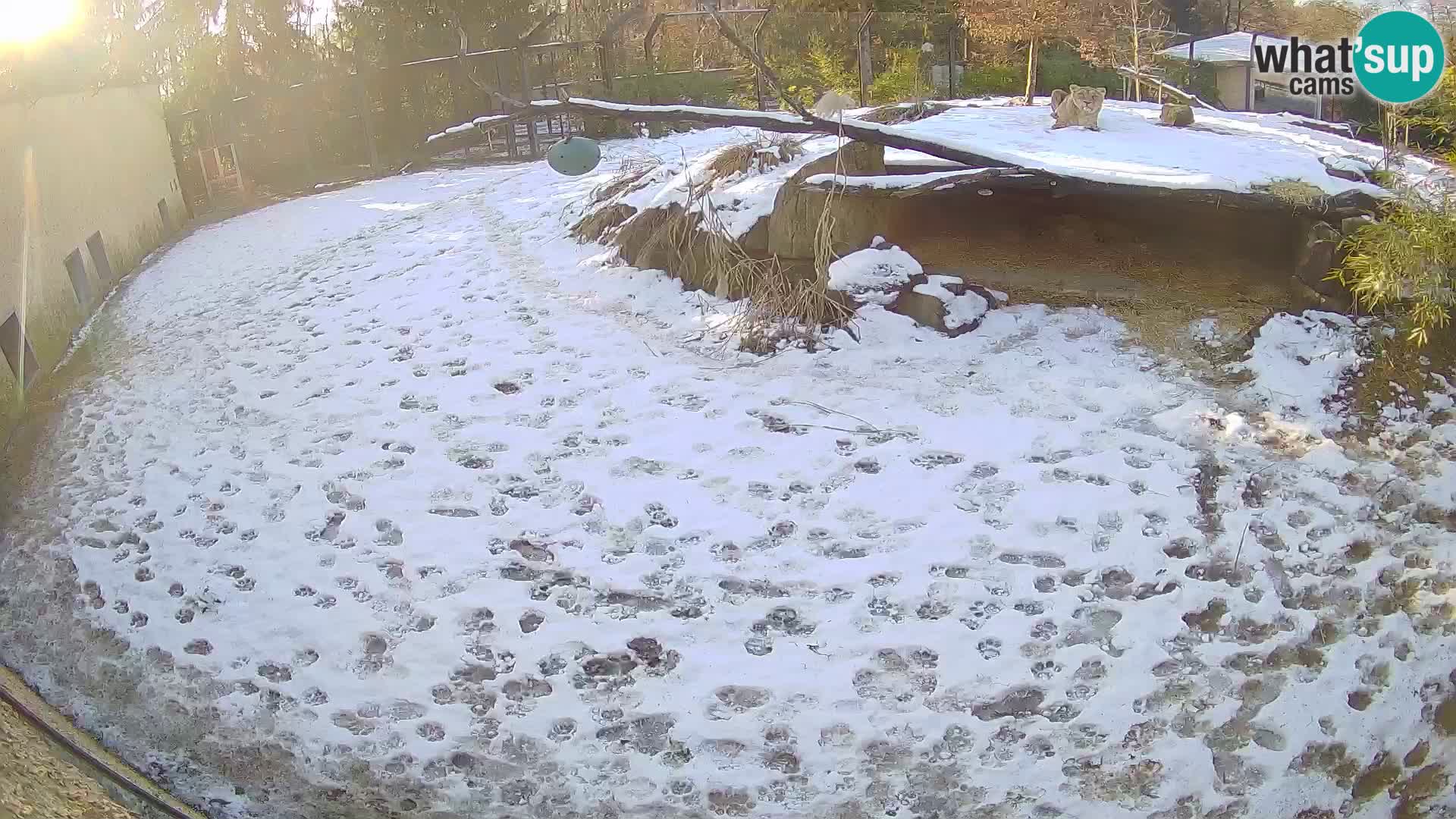 LION webcam en direct du zoo de Ljubljana – Slovénie