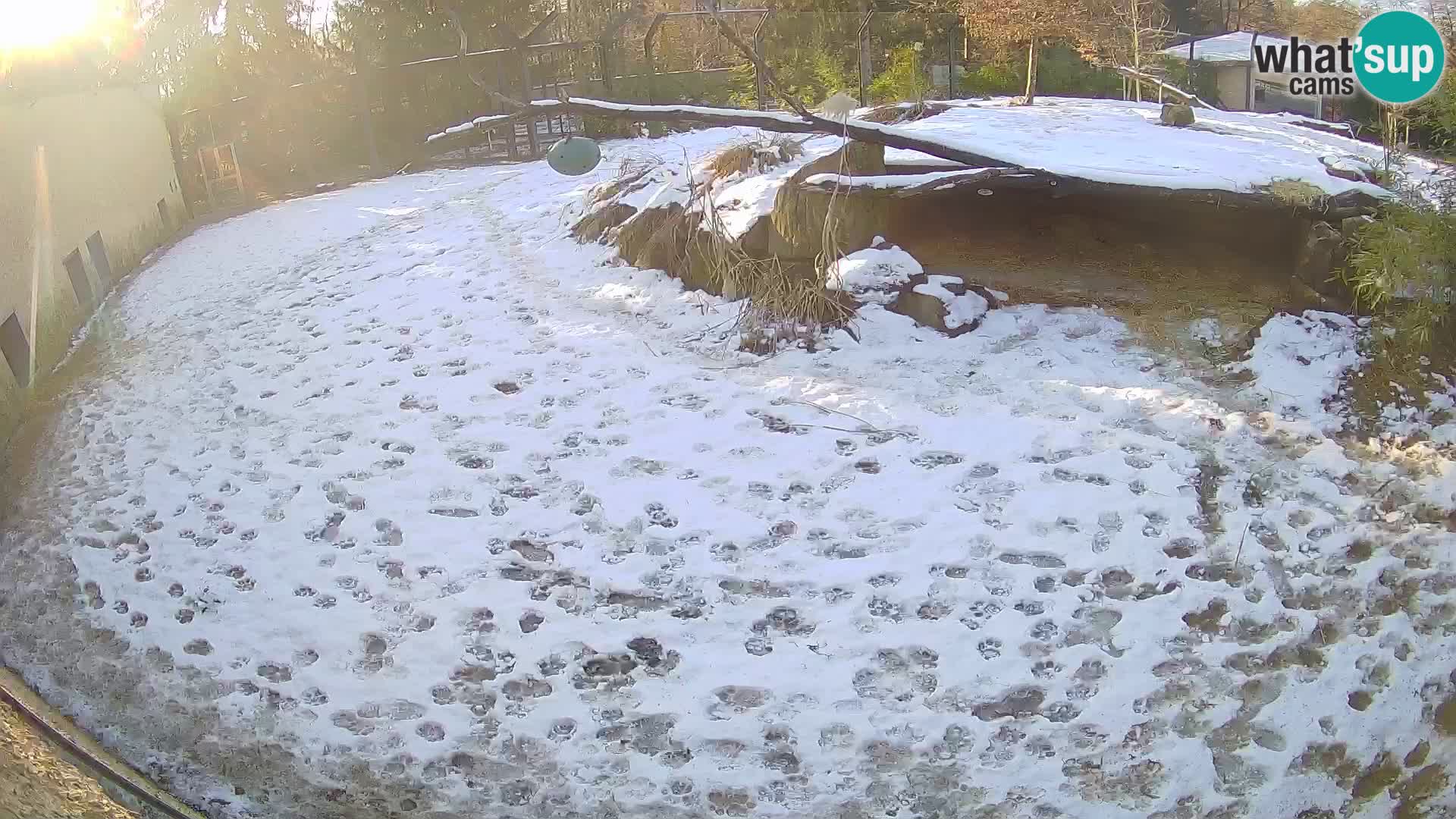 LEVI spletna kamera v živalskem vrtu Ljubljana Zoo