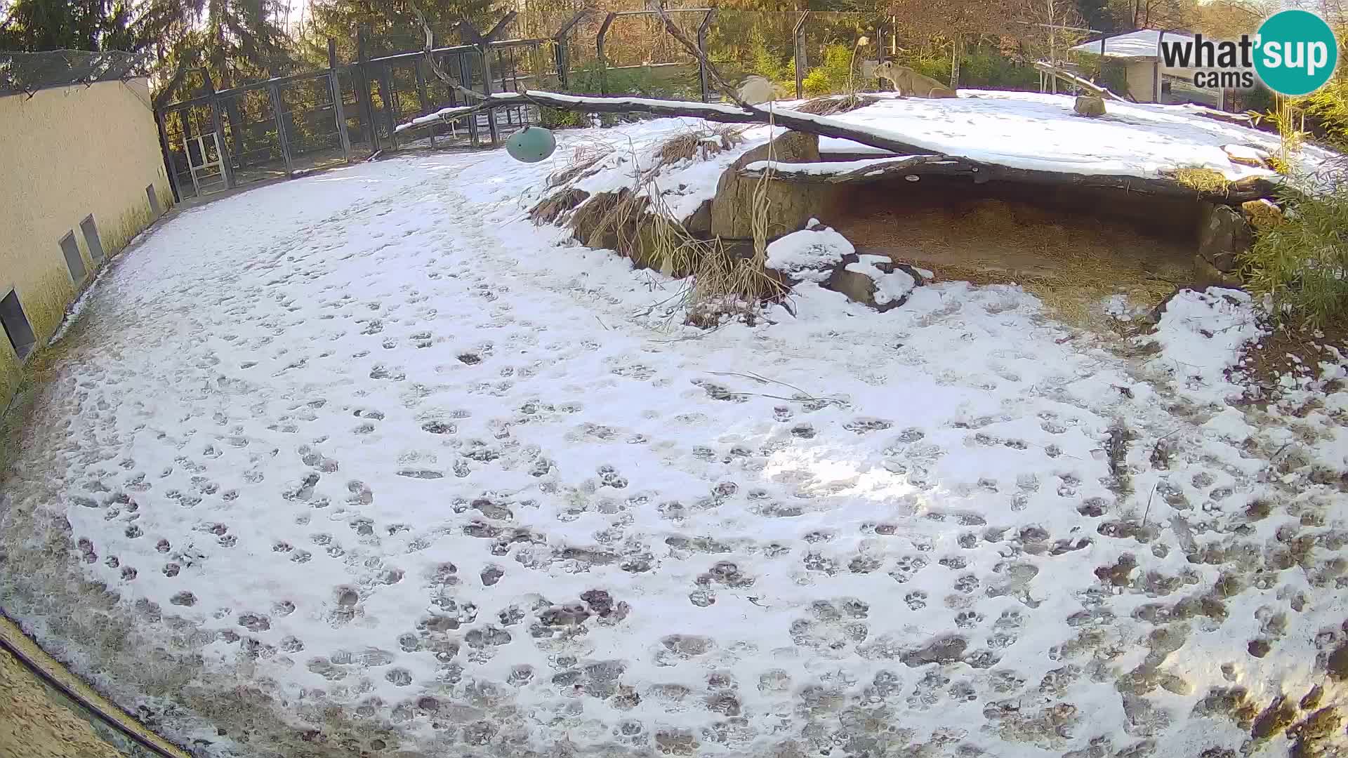 LEONE live Webcam nello zoo di Lubiana – Slovenia