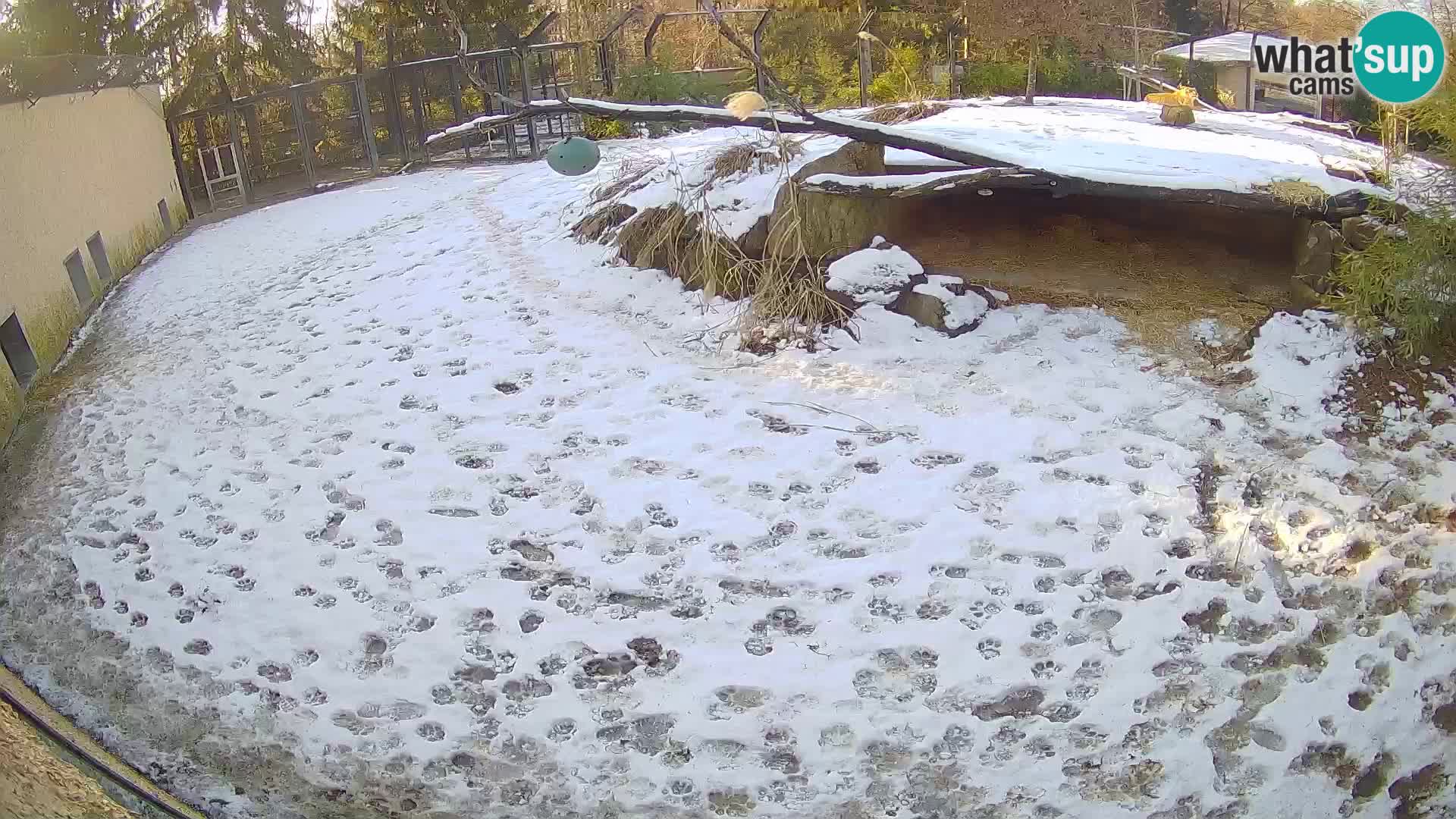 LEONE live Webcam nello zoo di Lubiana – Slovenia