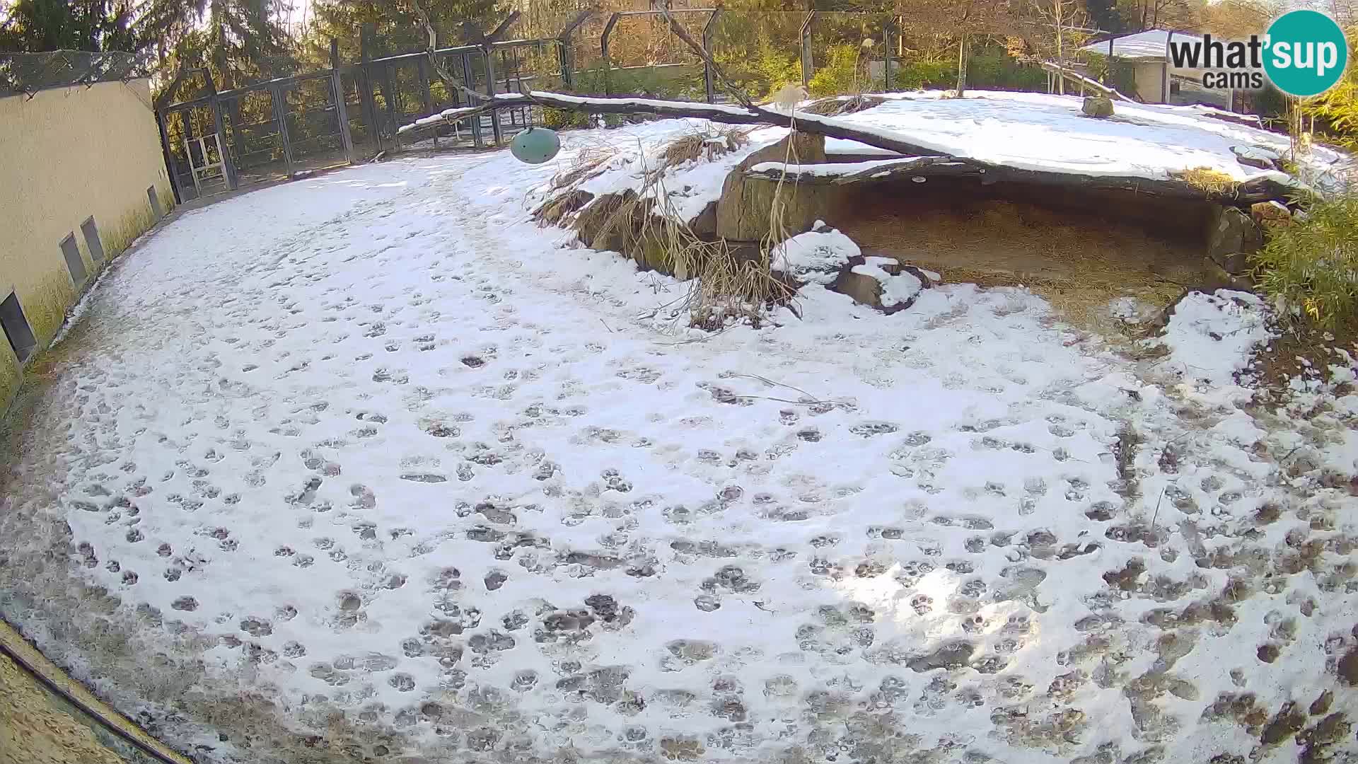 Löwe live Webcam im Zoo von Ljubljana – Slowenien