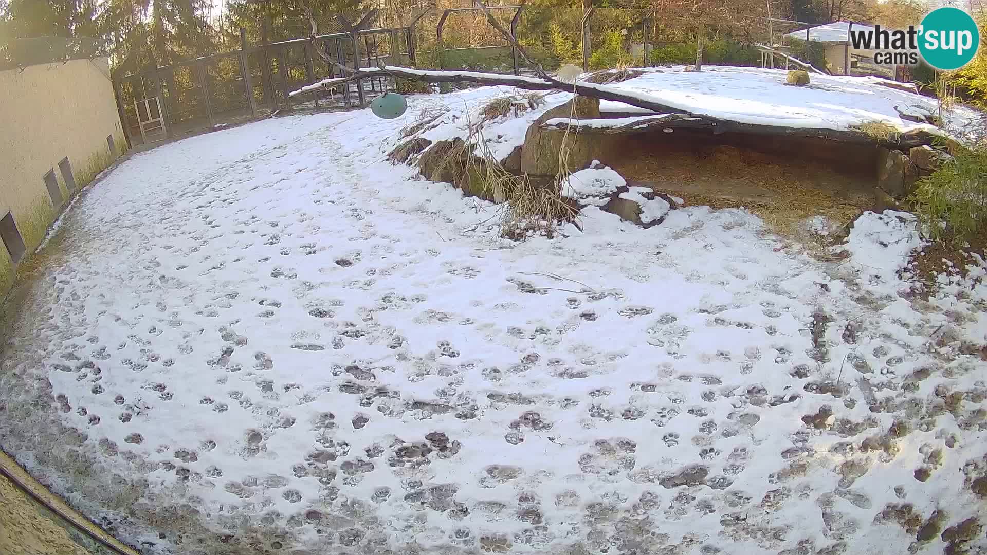 LION webcam en direct du zoo de Ljubljana – Slovénie