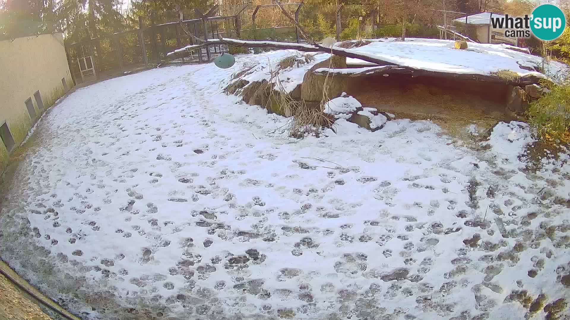 LION live Webcam in Ljubljana Zoo – Slovenia