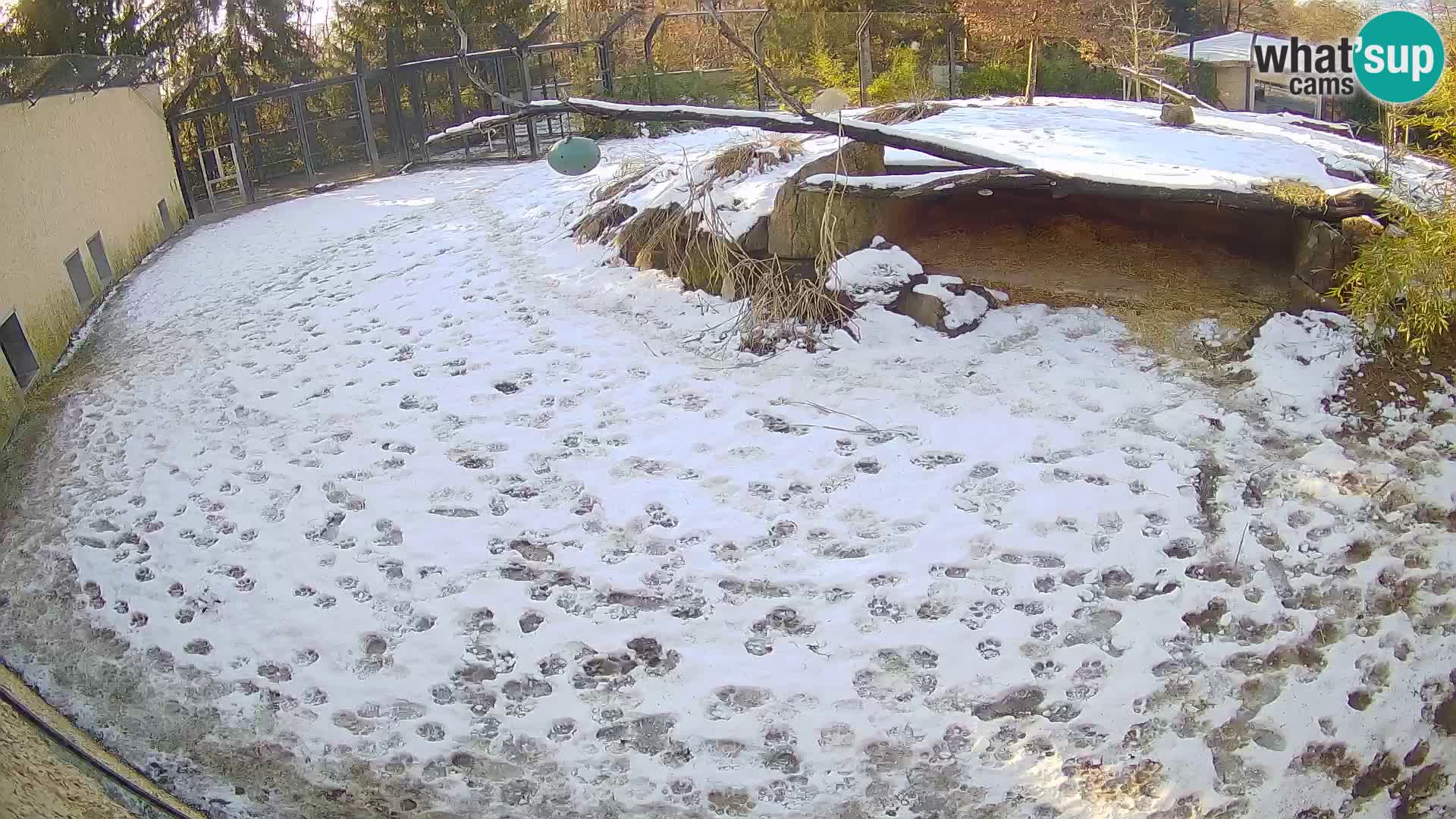 LEVI spletna kamera v živalskem vrtu Ljubljana Zoo