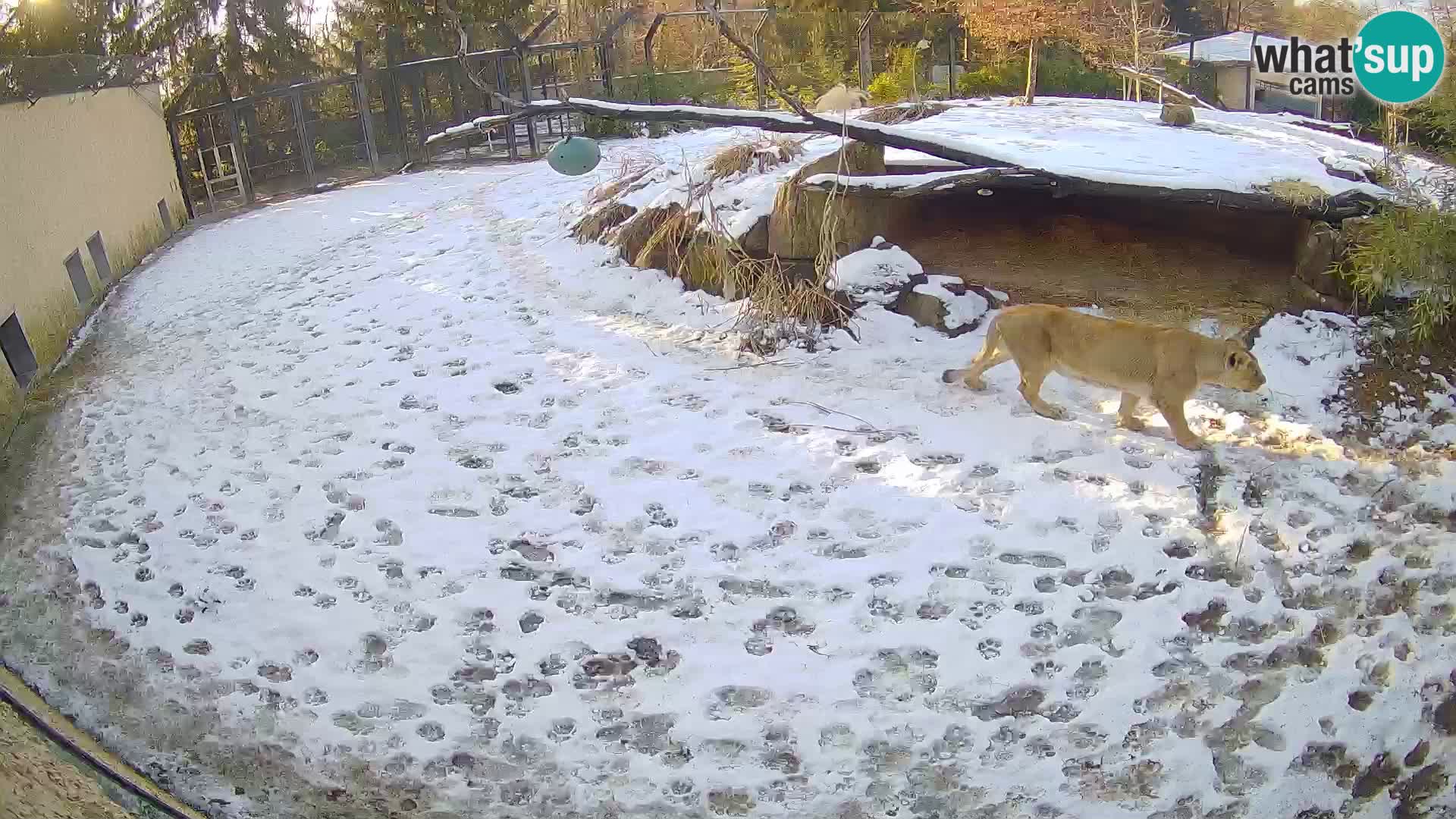 LION live Webcam in Ljubljana Zoo – Slovenia